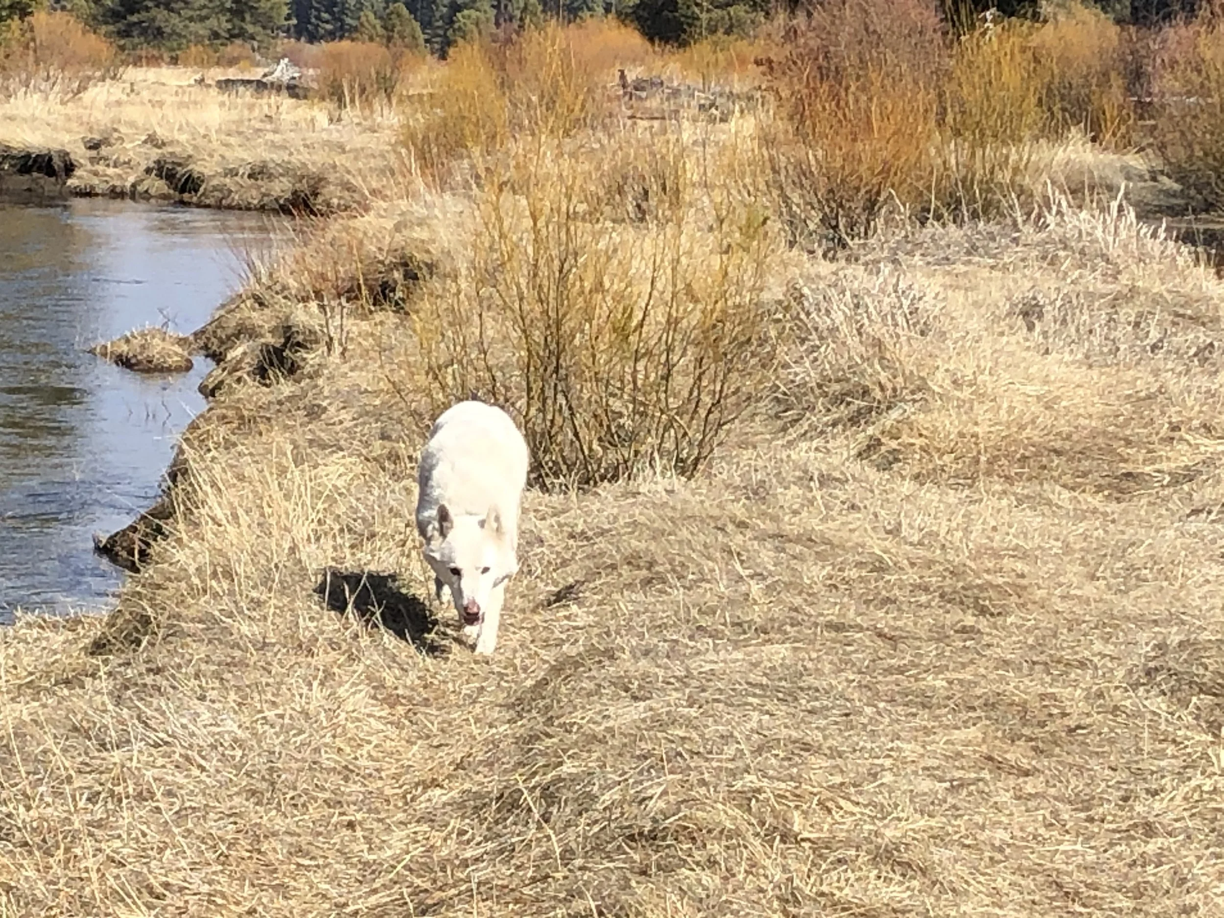 A white dog with pointed ears walking along a grassy riverbank during fall, with trees in autumn colors and a body of water nearby.