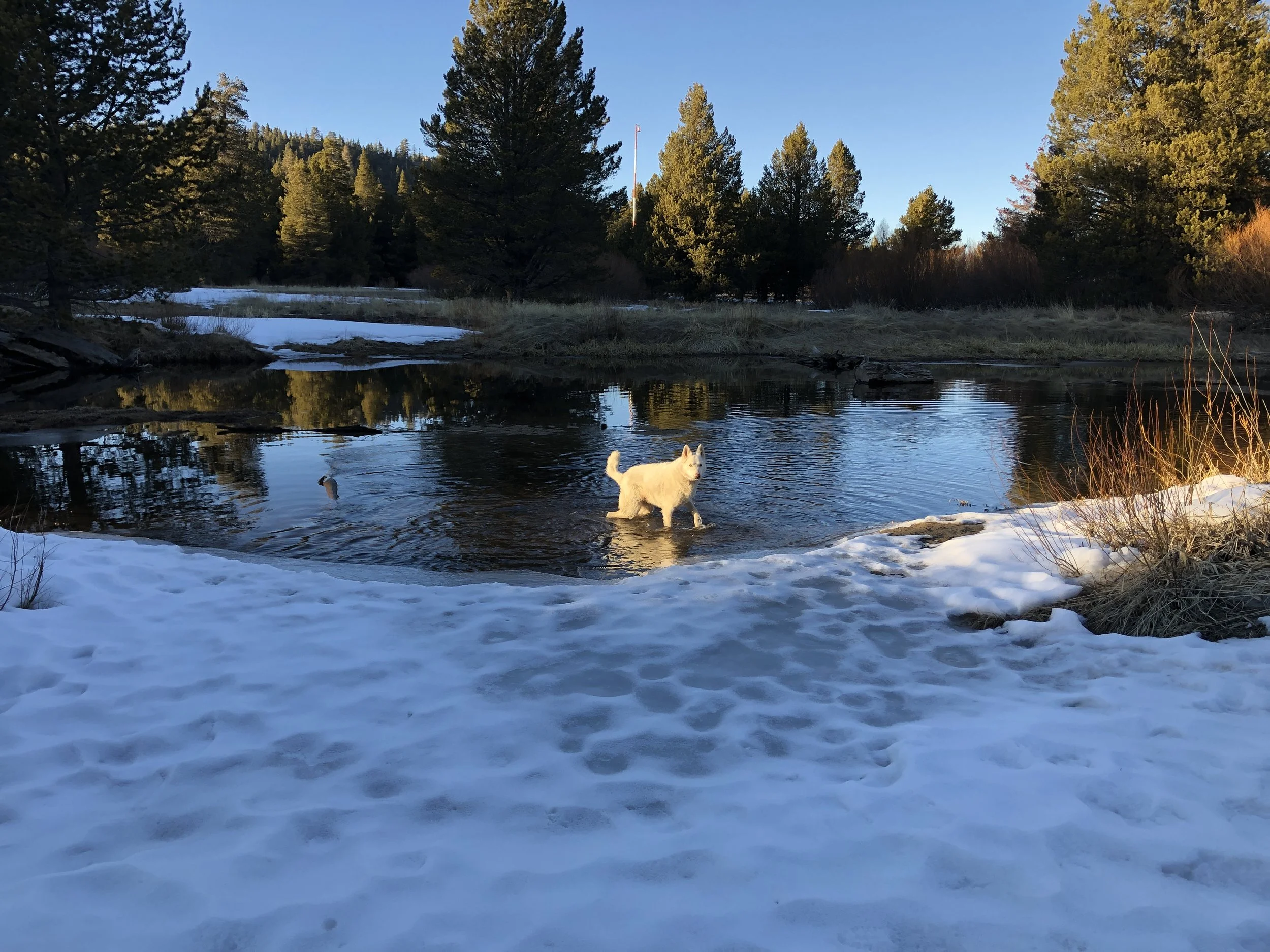 A snowy riverbank with a white dog standing in the shallow water, with tall pine trees and a clear blue sky in the background.