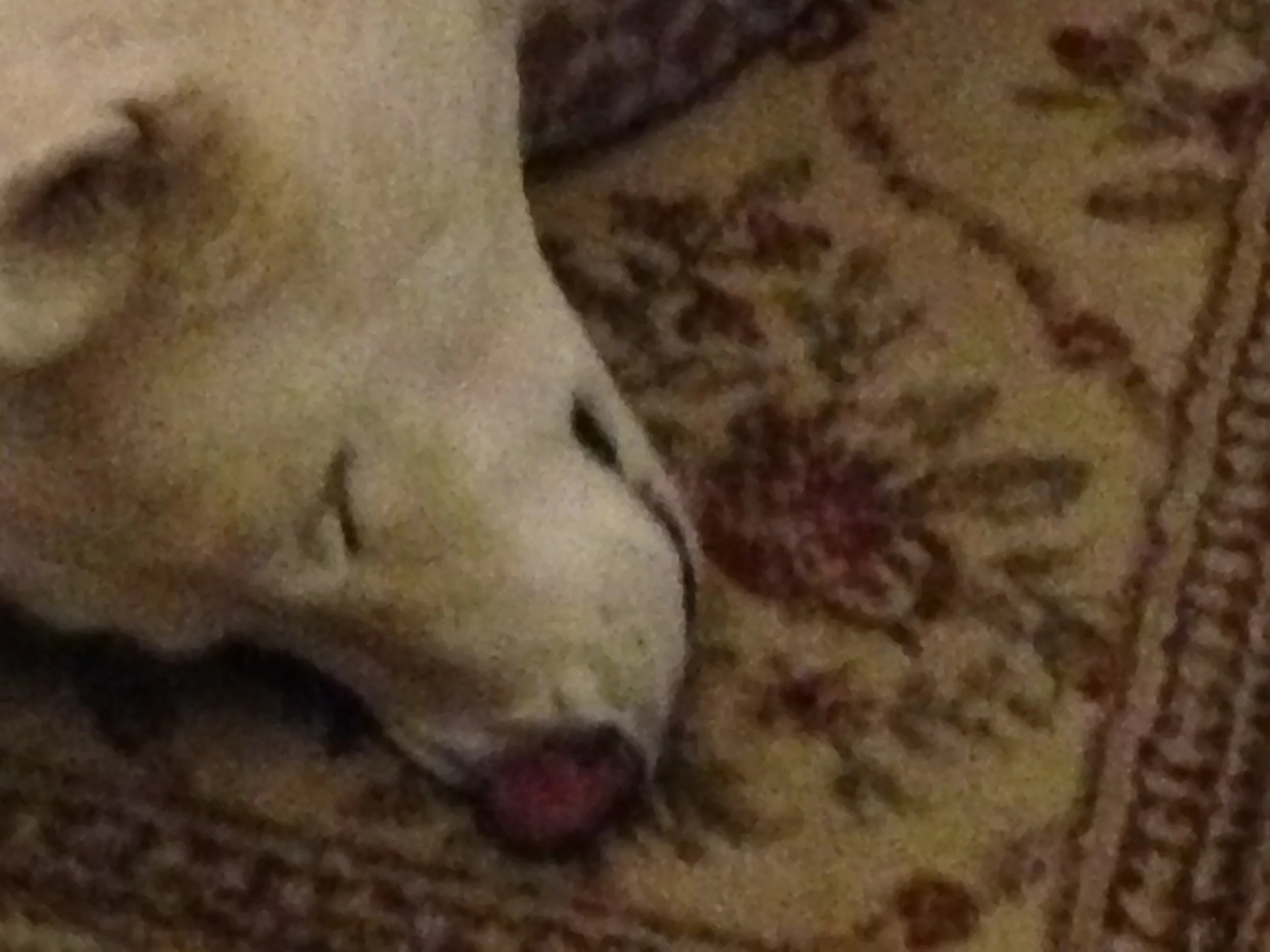 IMG_0719.jpeg