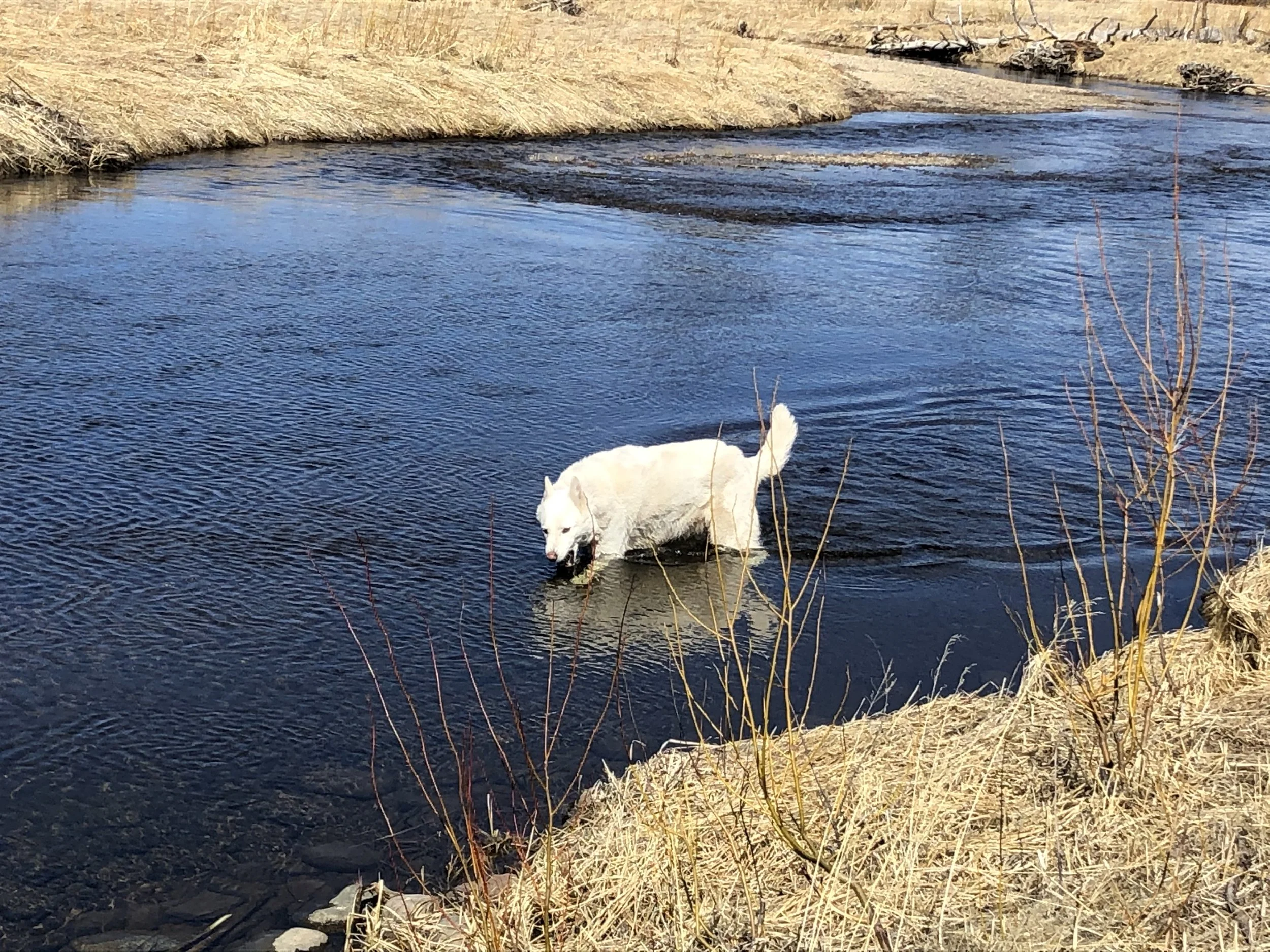 A white dog in the river near dry grass and bushes with a wide river and grassy banks in the background.