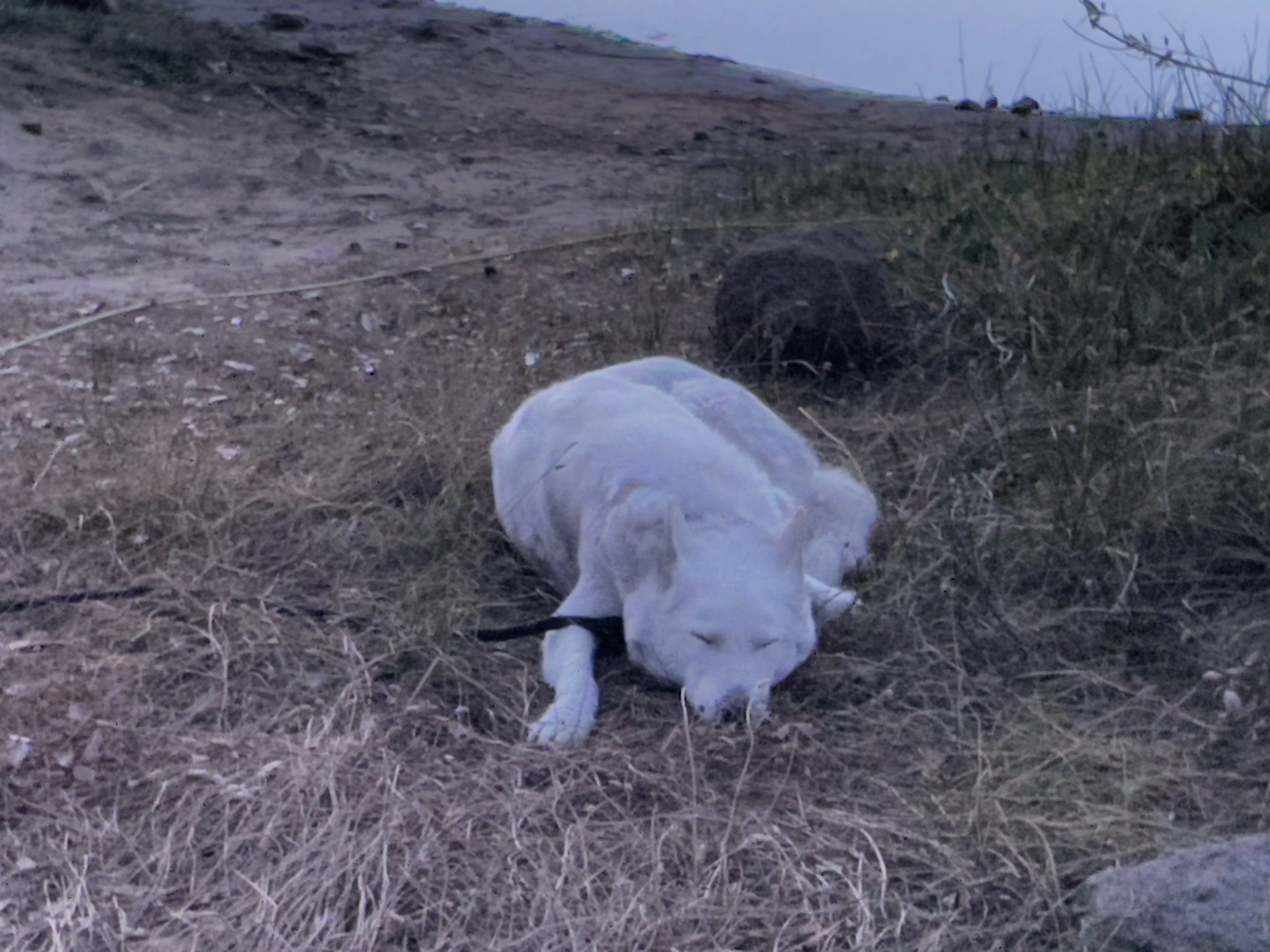 A white dog lying on a patch of dry grass next to a dirt path, with some trees or bushes in the background.
