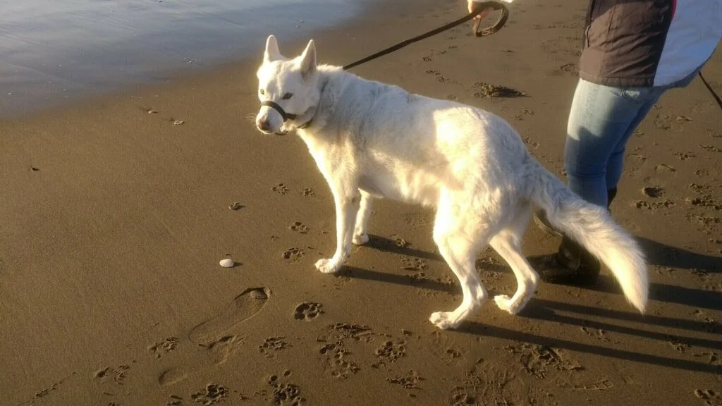 A white dog with a halter being walked on a sandy beach next to the water, following a person wearing jeans and boots.