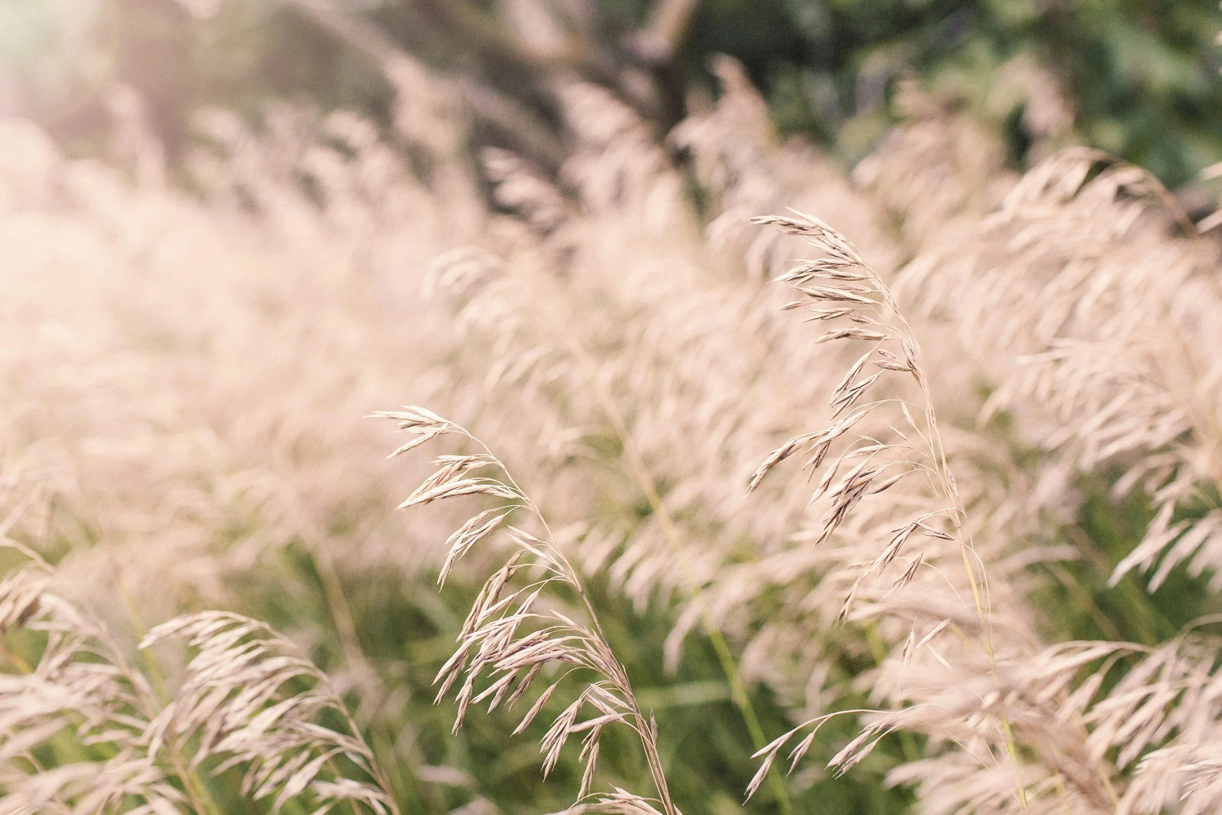 Close-up of tall beige grass stalks in a field, with blurred green background.