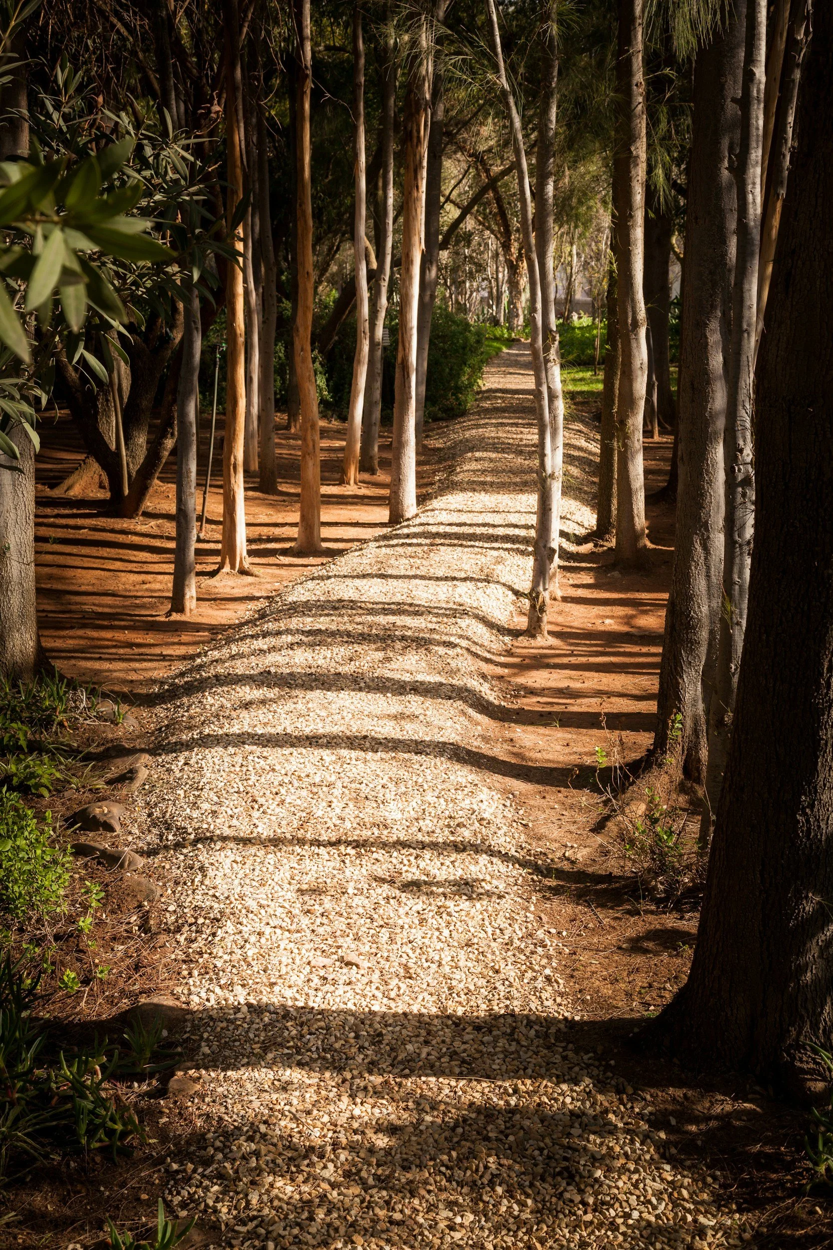 Sunlight filters through trees, casting shadows on a gravel walking path in a wooded area.