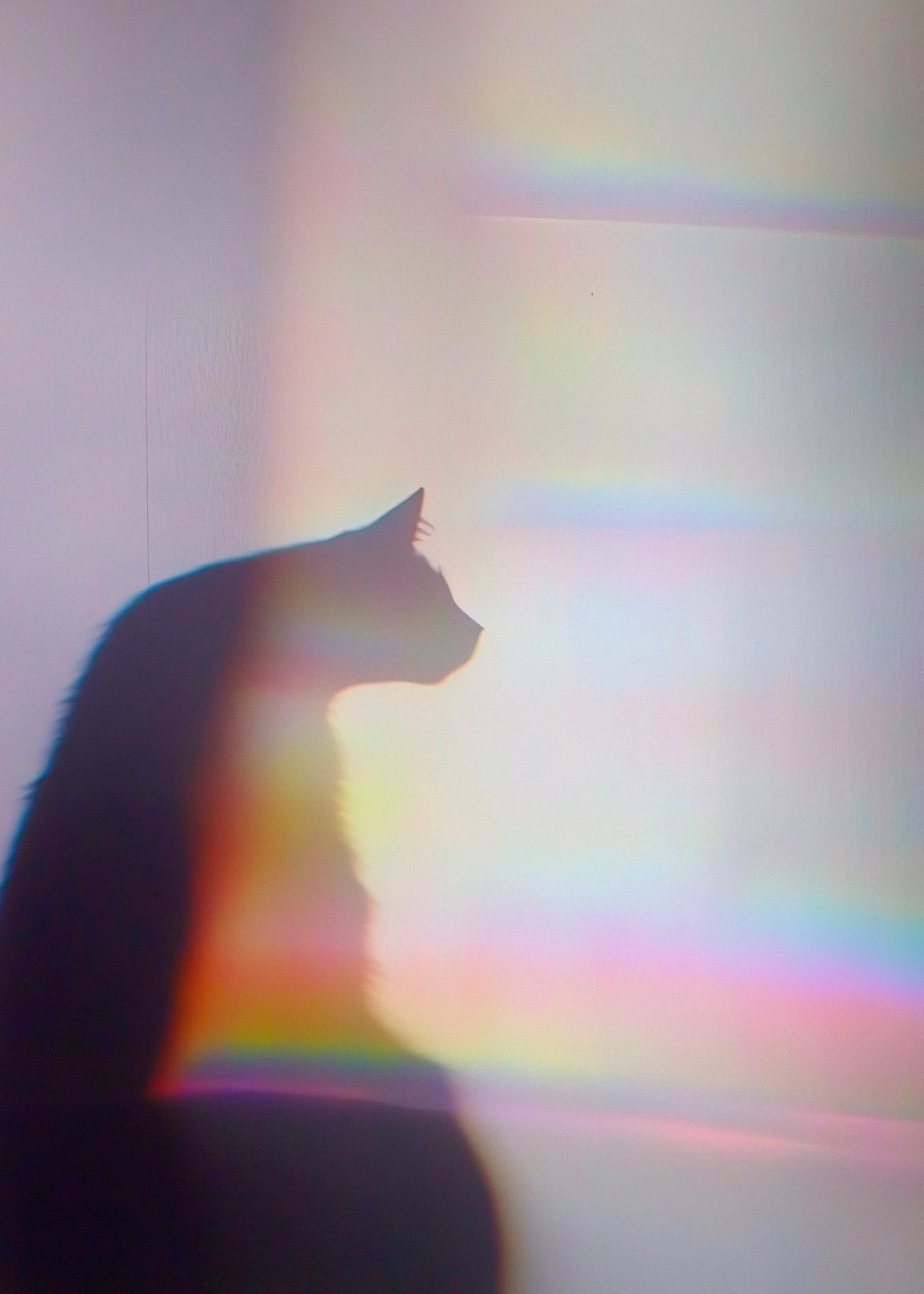 Silhouette of a cat's profile with rainbow-colored light refraction on a plain background.
