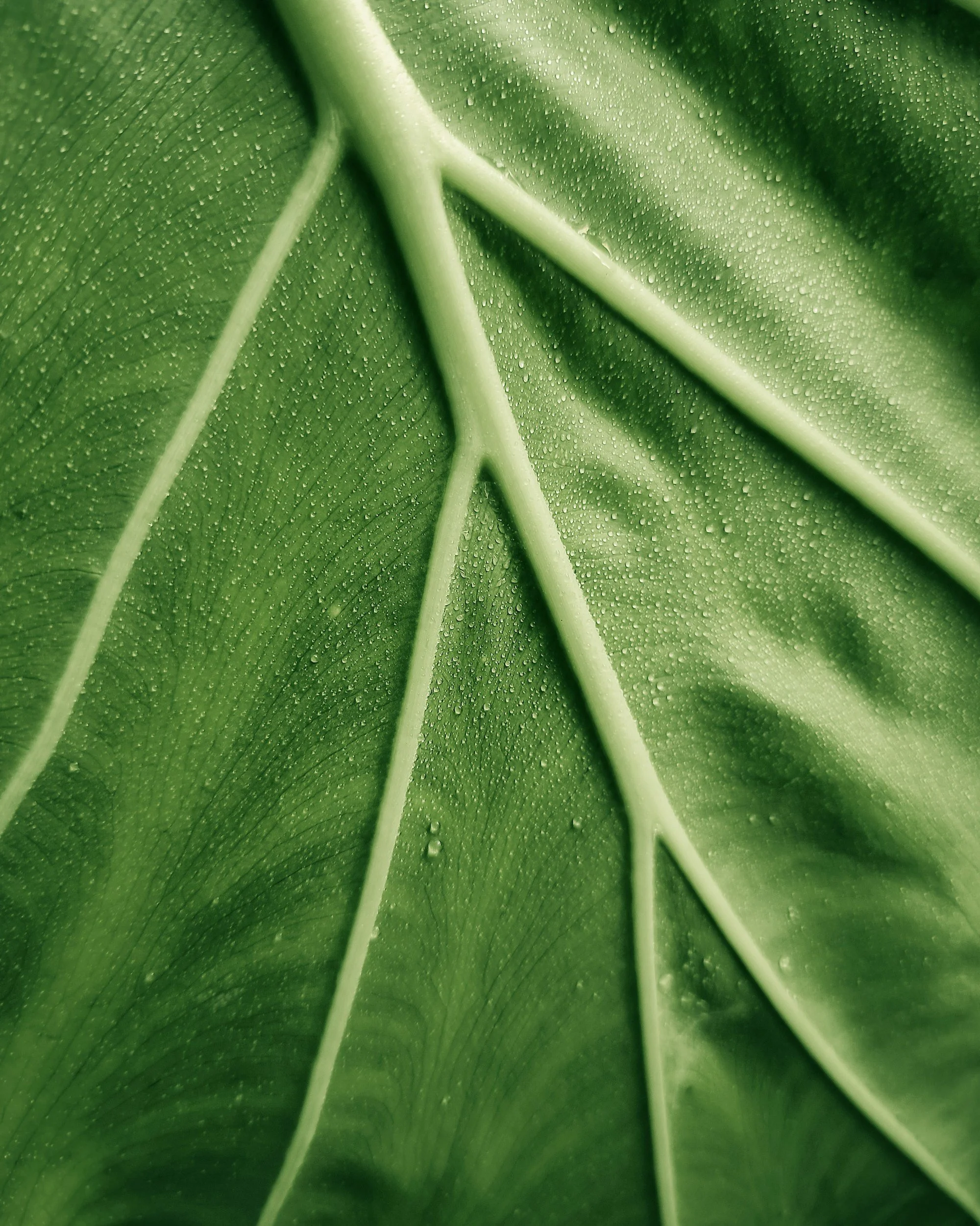Close-up view of a green leaf with visible veins and tiny water droplets on its surface.