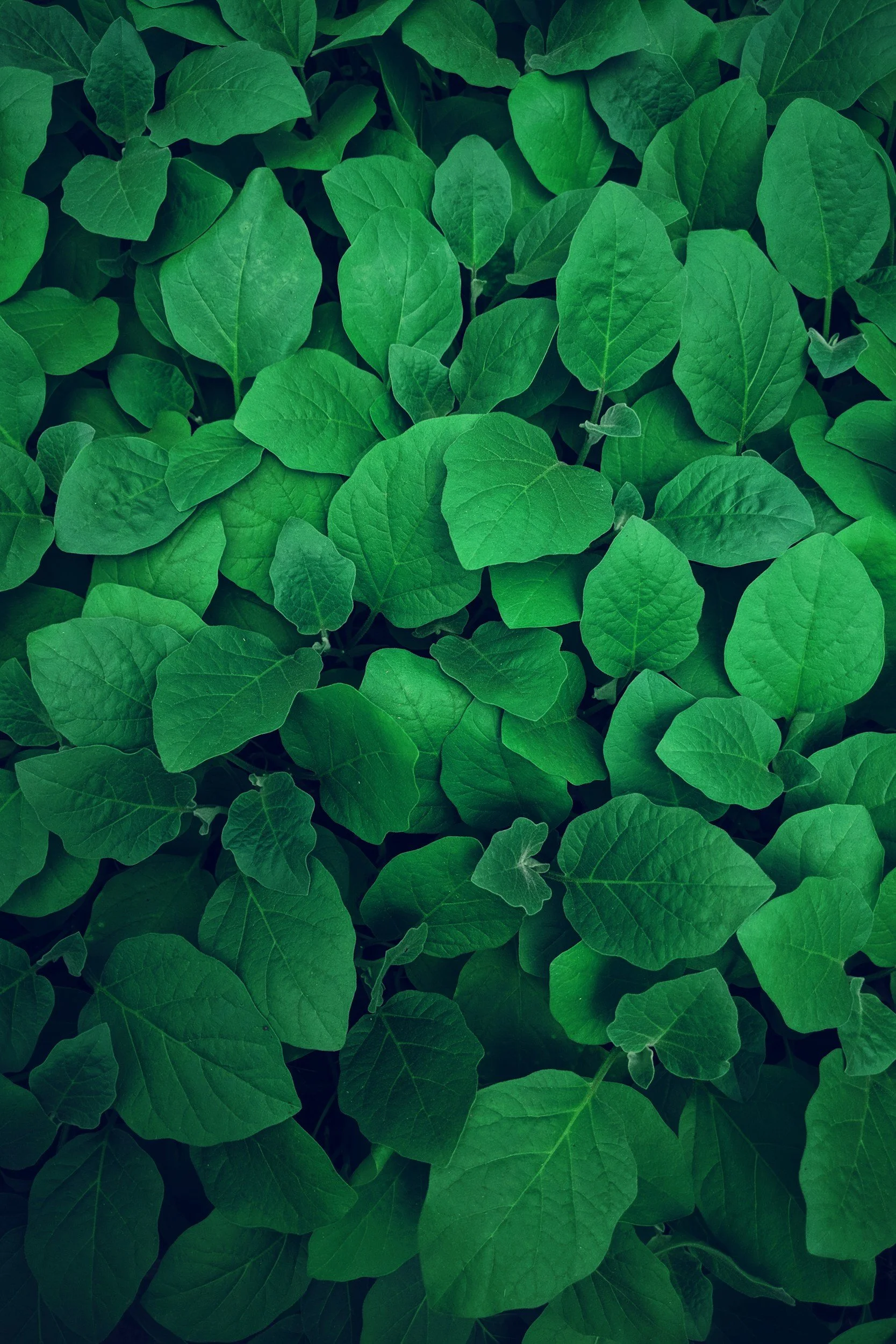 Close-up of green leaves with visible veins, densely packed and overlapping.