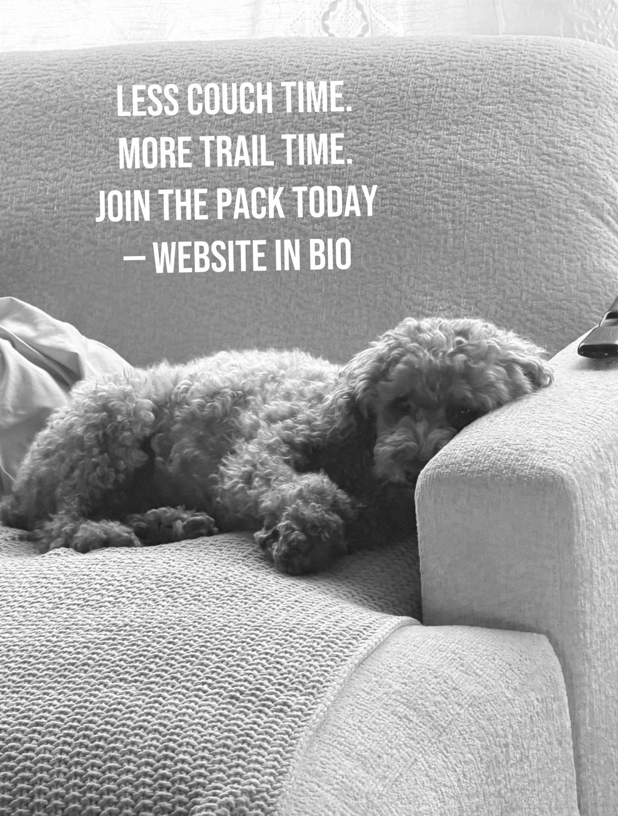Your dog deserves more than another day inside. 🐾🌄

At Wild Pack ABQ, we&rsquo;re all about adventure, enrichment, exercise, and building a happy, confident pack. Whether your pup loves hiking, exploring, or making new dog friends &mdash; we&rsquo;