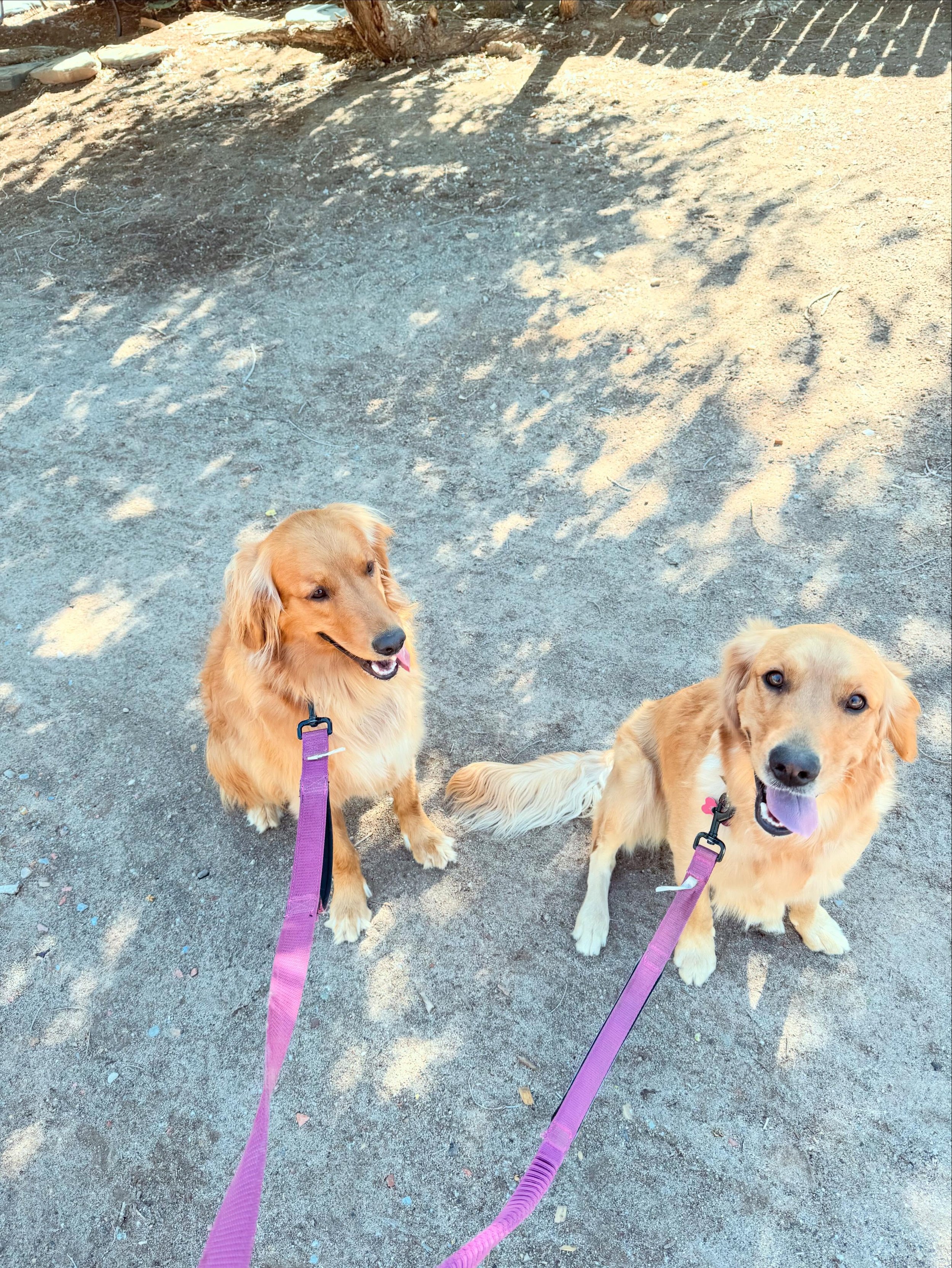 These two daycare pups joined us for a hiking adventure yesterday, and they absolutely crushed it. 🐾

Both dogs are high-energy, struggle a bit on leash, and don&rsquo;t always know how to switch off when they get home. After their hike, they were c