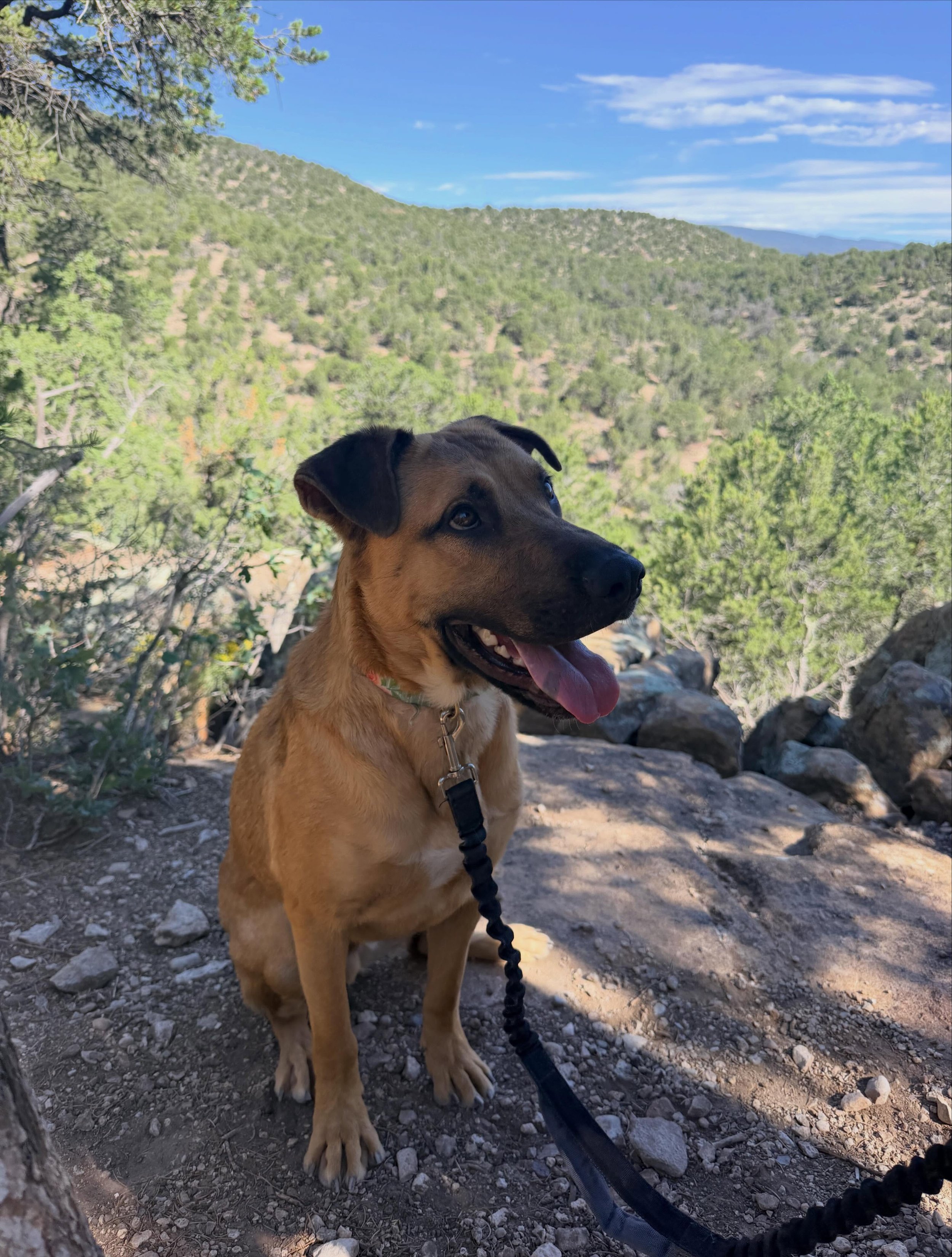 AWD westside shelter pups we took out this week&hellip; and who are still available : Rocky (A1935699), Apple (A1273629), &amp; Blue Boy (A1947456). All completed a 2 mile hike, and did well with my dogs at home. Rocky and Apple should not go to a ho