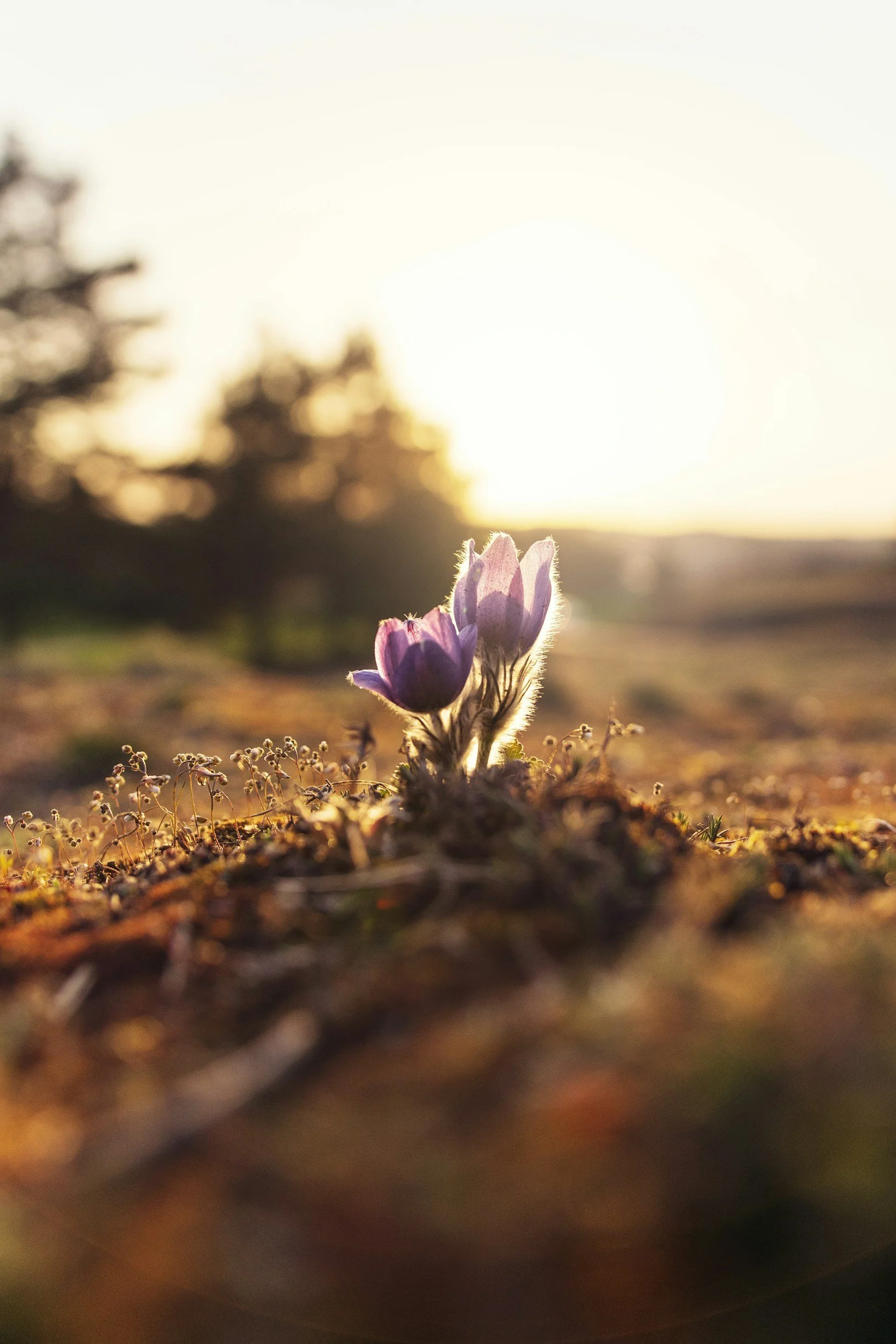 Close-up of purple flowers growing in soil at sunset with trees blurred in the background.