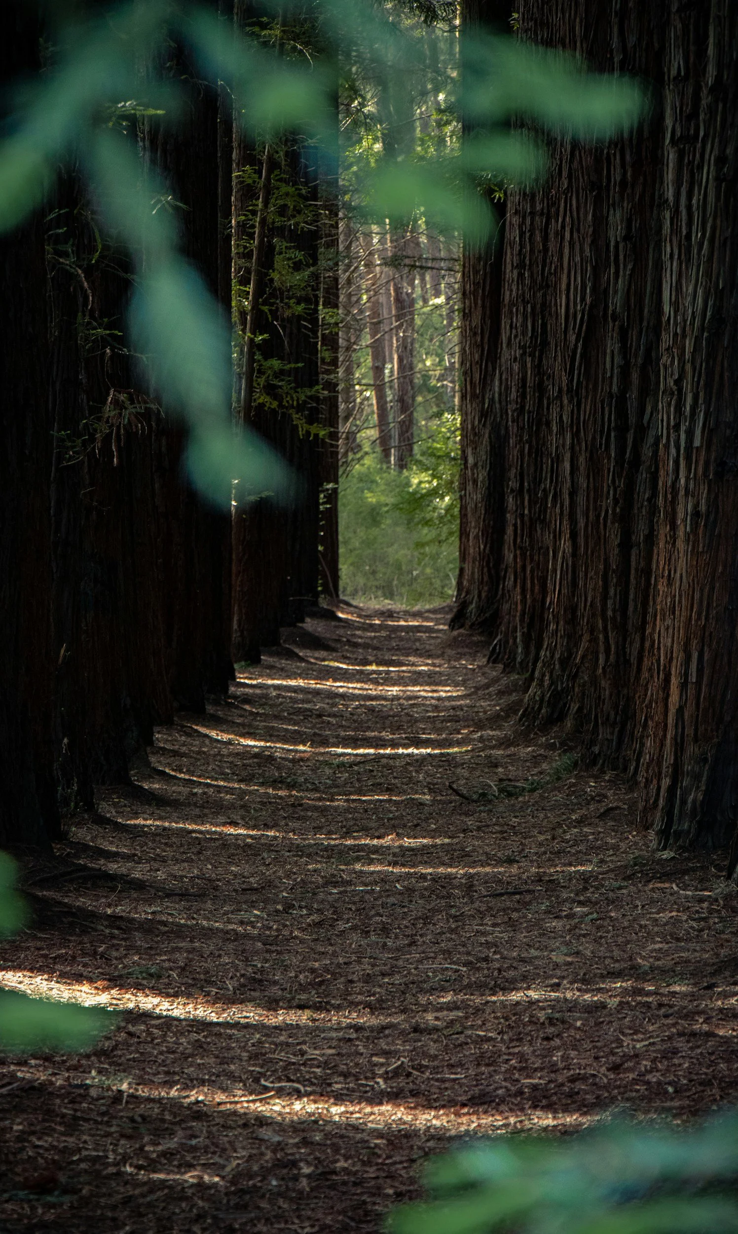 A forest trail with tall trees on either side and dappled sunlight on the ground, with some blurred green leaves in the foreground.