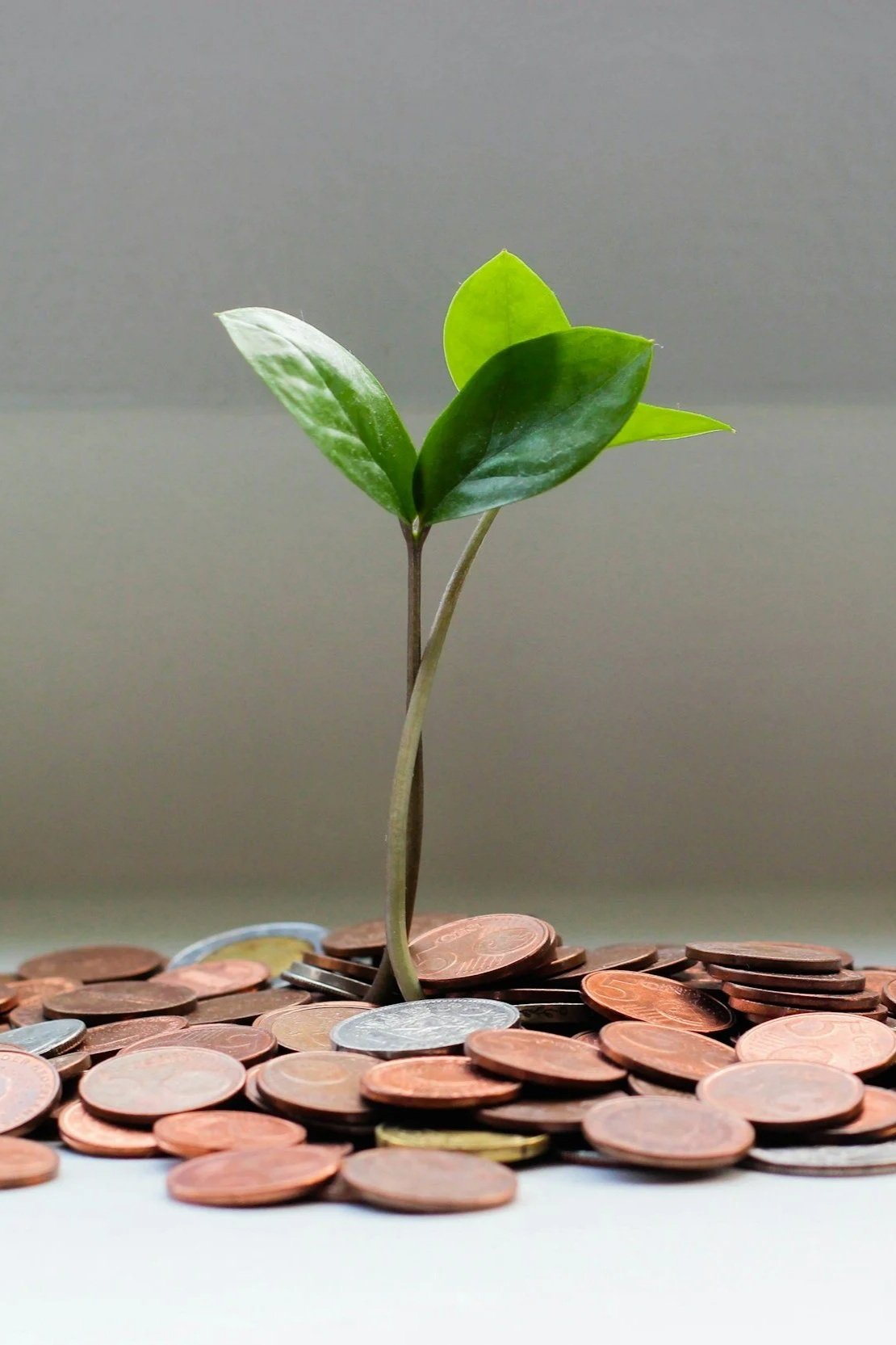 A small green plant sprouting from a pile of scattered pennies and coins.