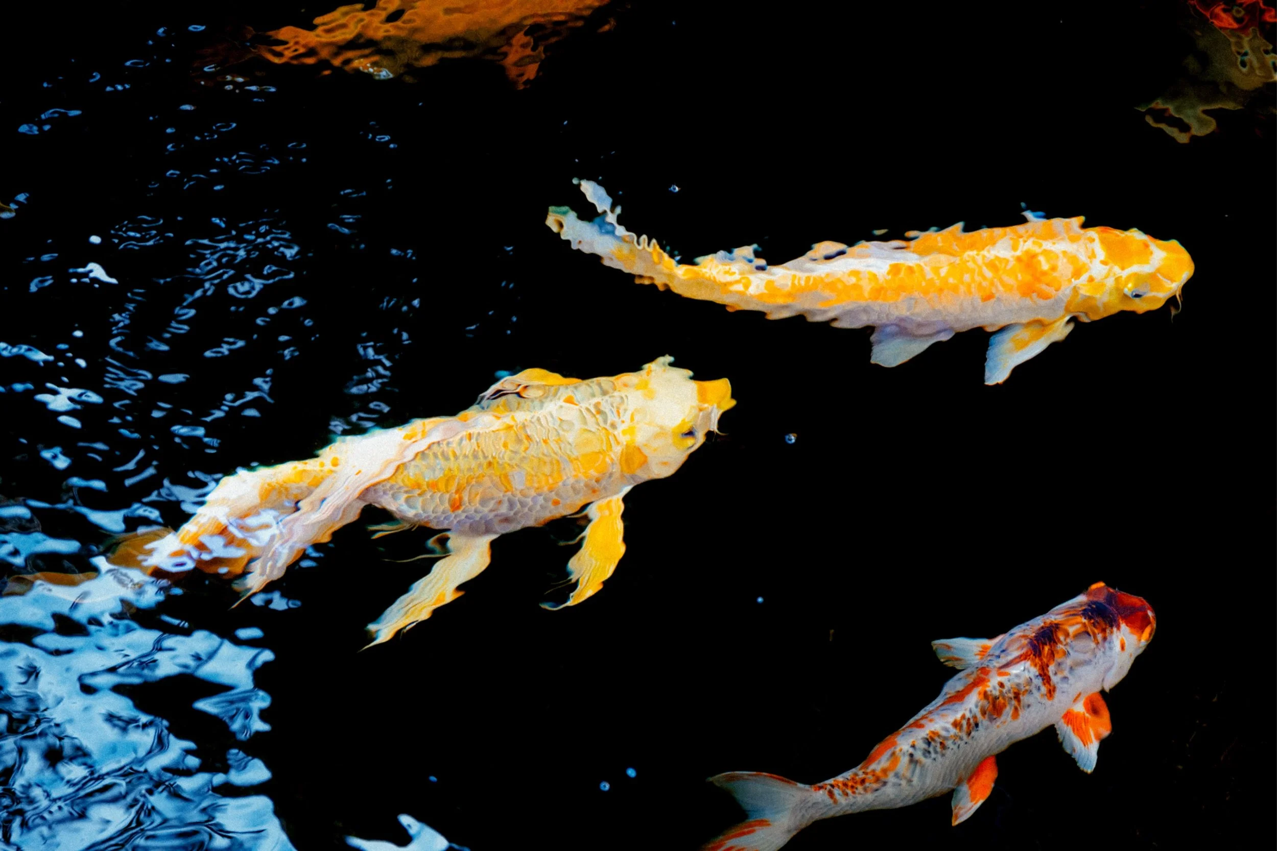 Colorful koi fish swimming in dark water.