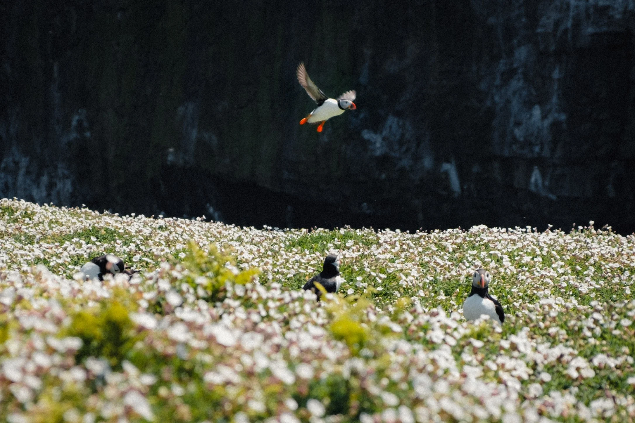 A group of penguins standing on a patch of white flowers with a flying puffin above them, and a dark rocky background.