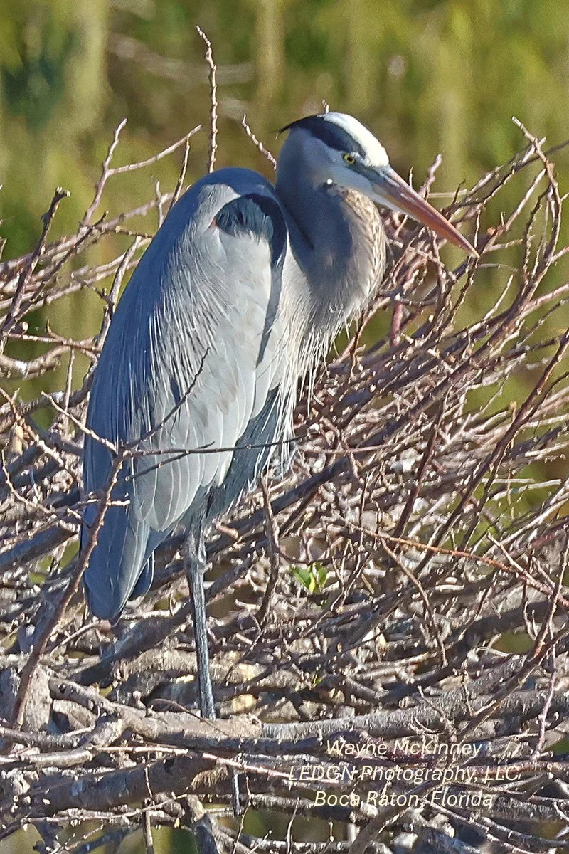 Bird Watching