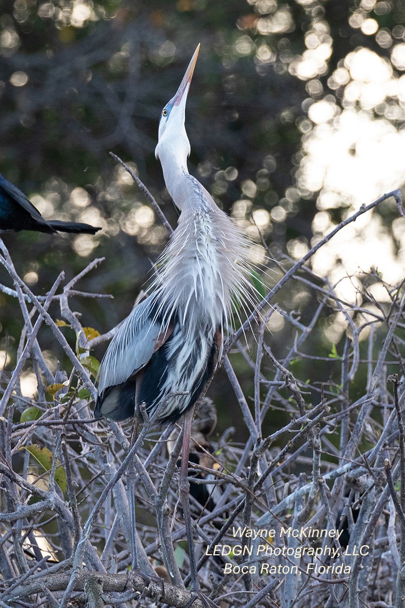 Bird Looking Up From Perch