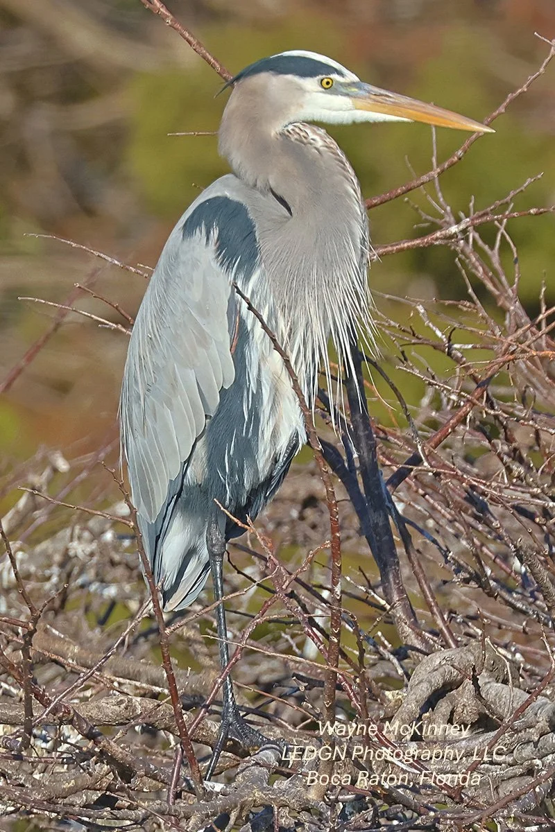 Bird Strikes A Pose