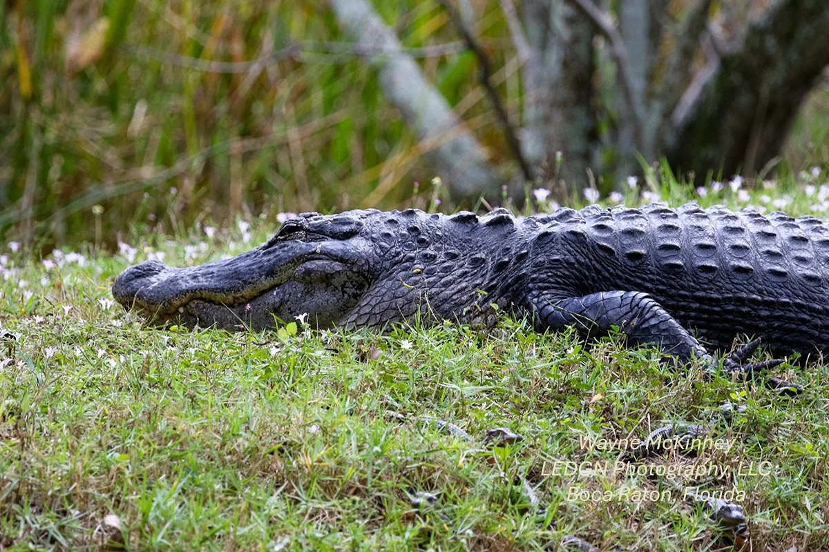 Alligator Close Up
