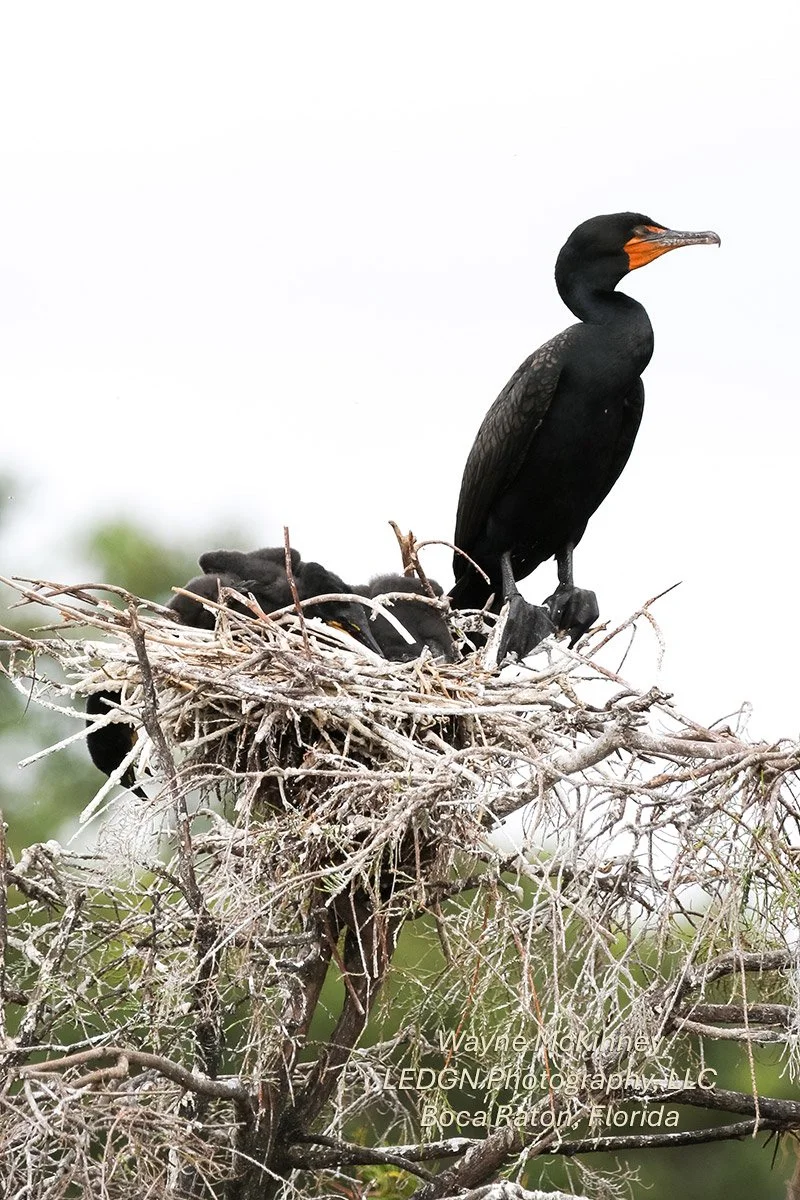 Birds Nest Close Up