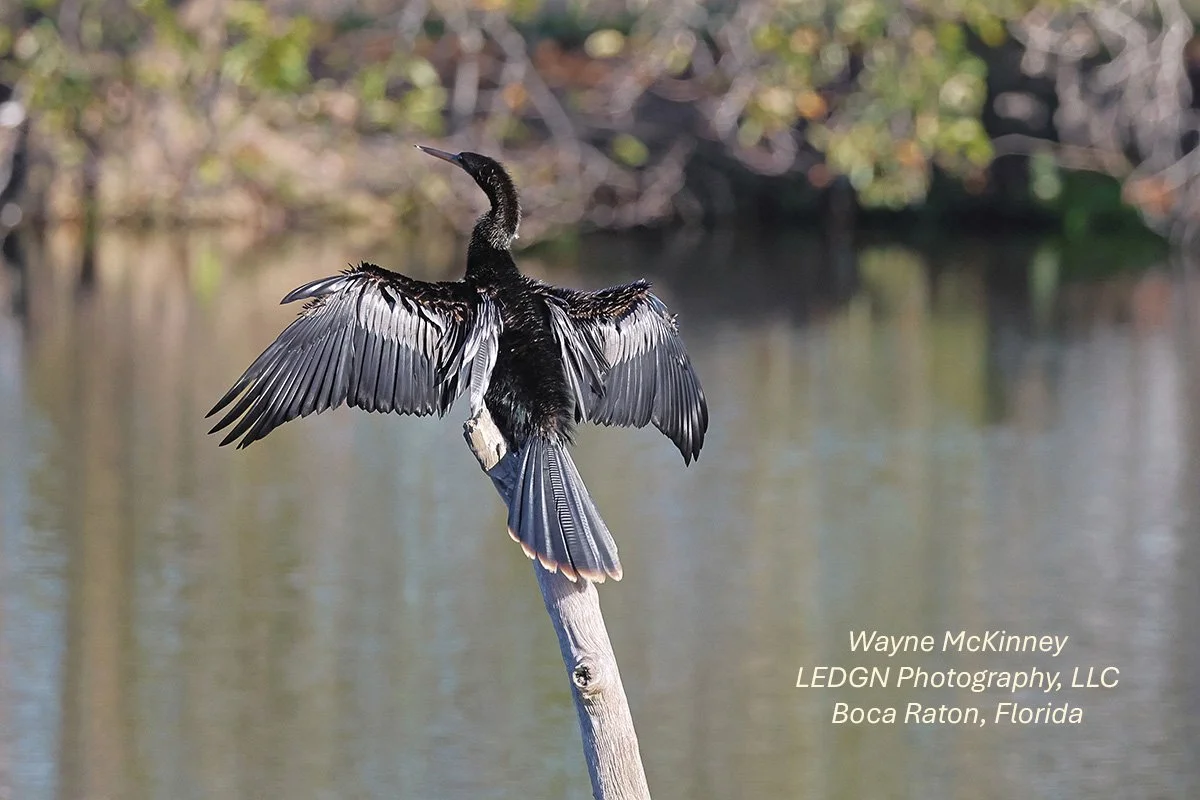 Anhinga Sunning Wings