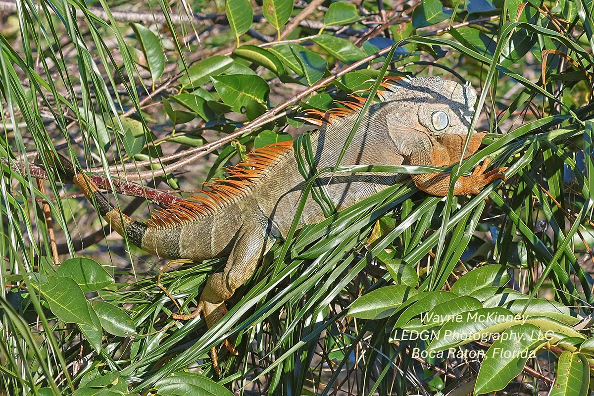 Iguana in the Sun