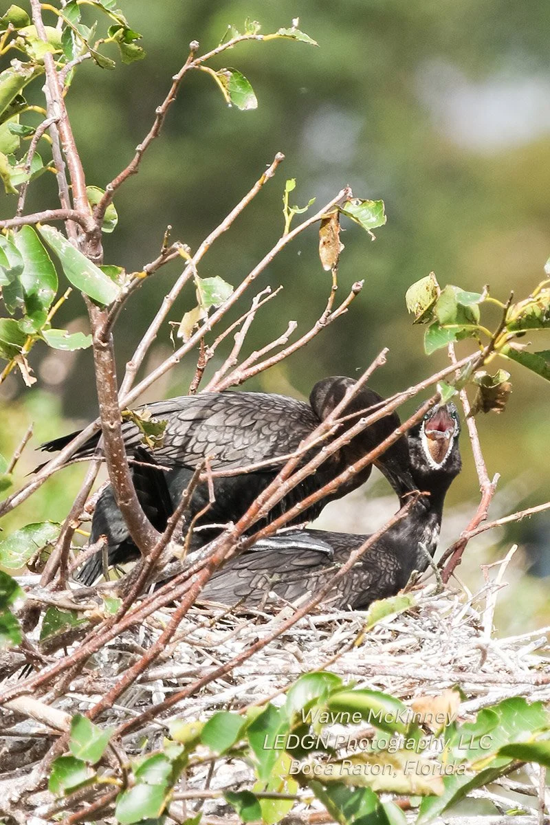 Bird Couple