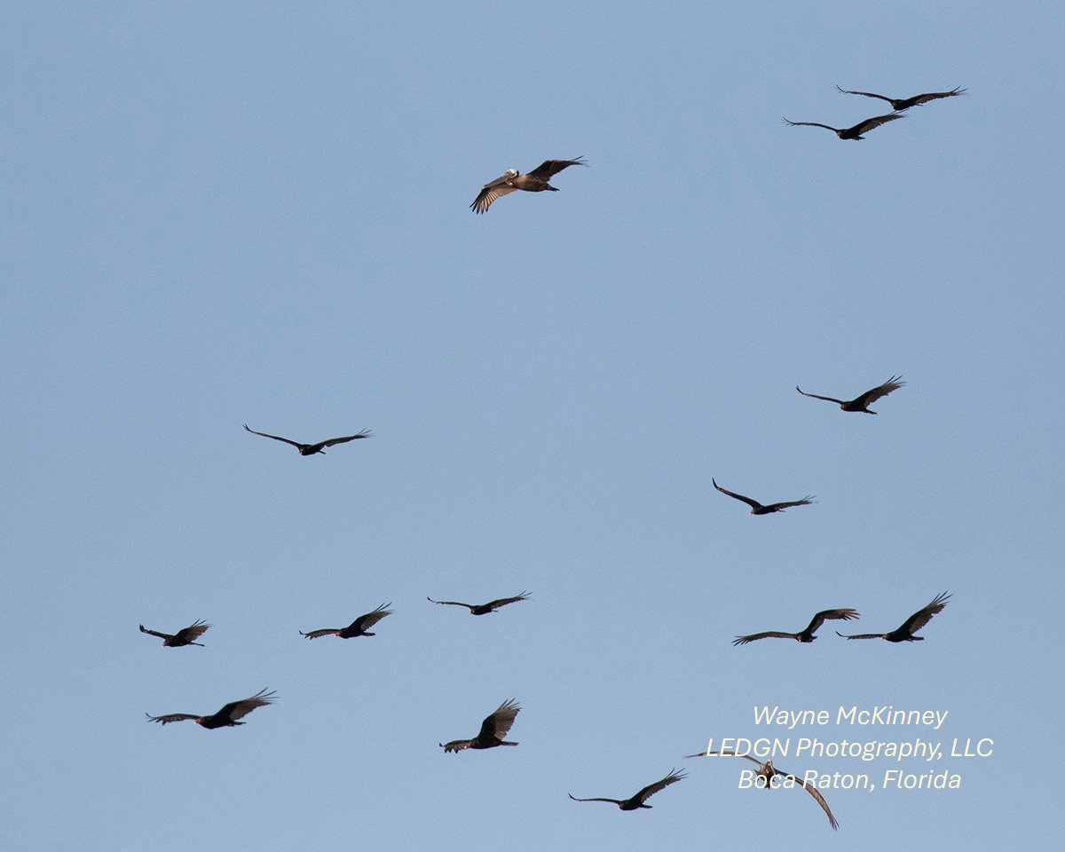 Birds In Flight