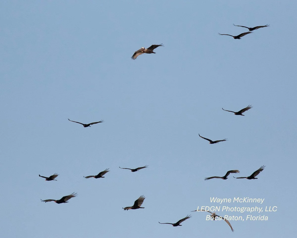 Birds In Flight