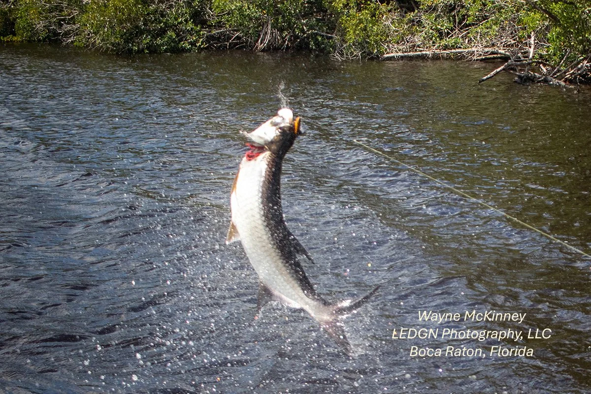 Tarpon On The Line