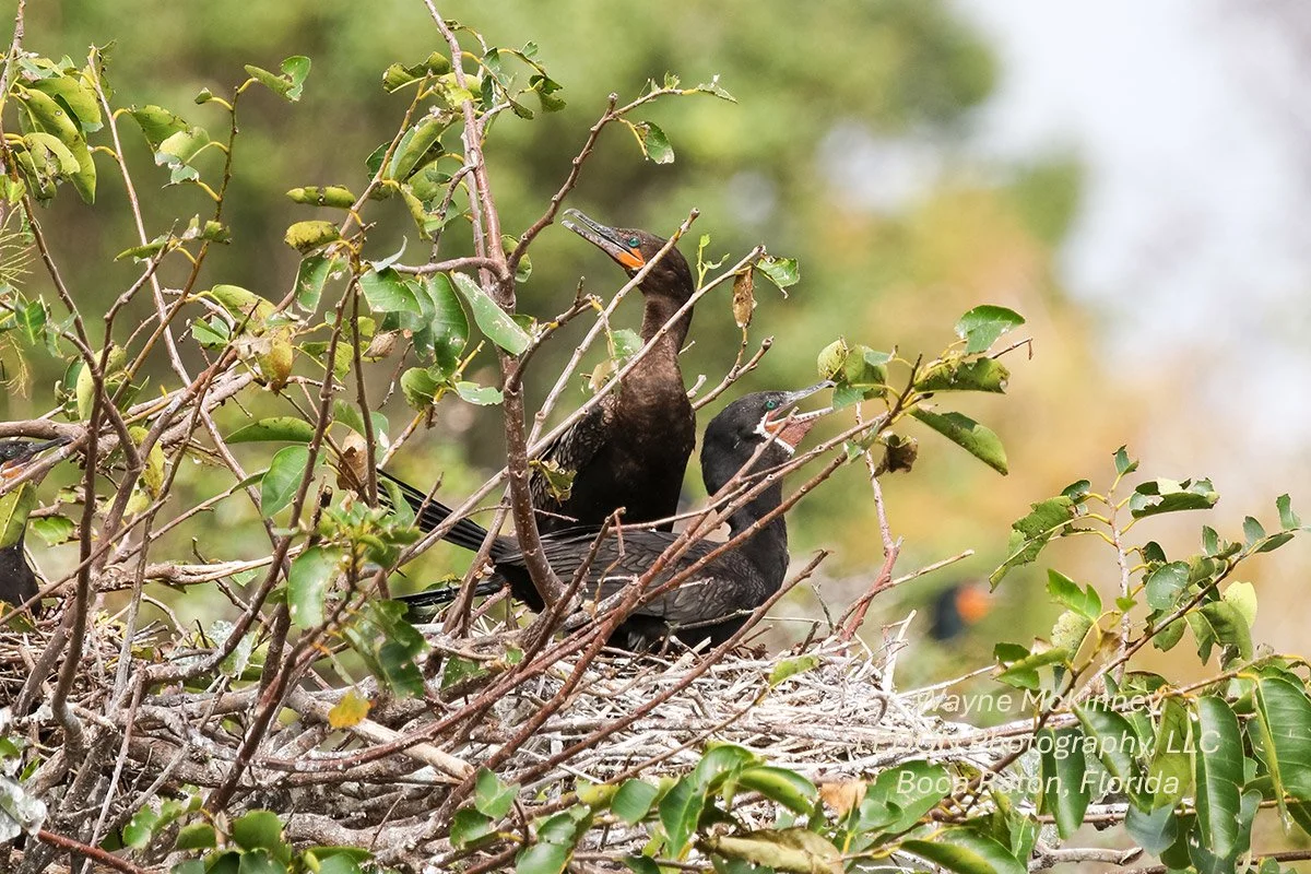 Birds in Conversation