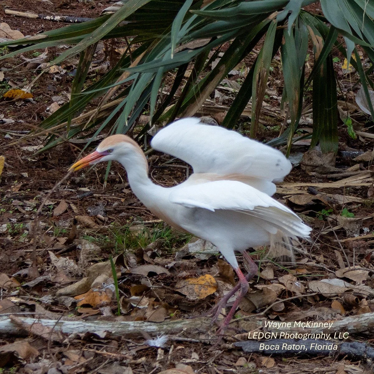 Bird On The Move