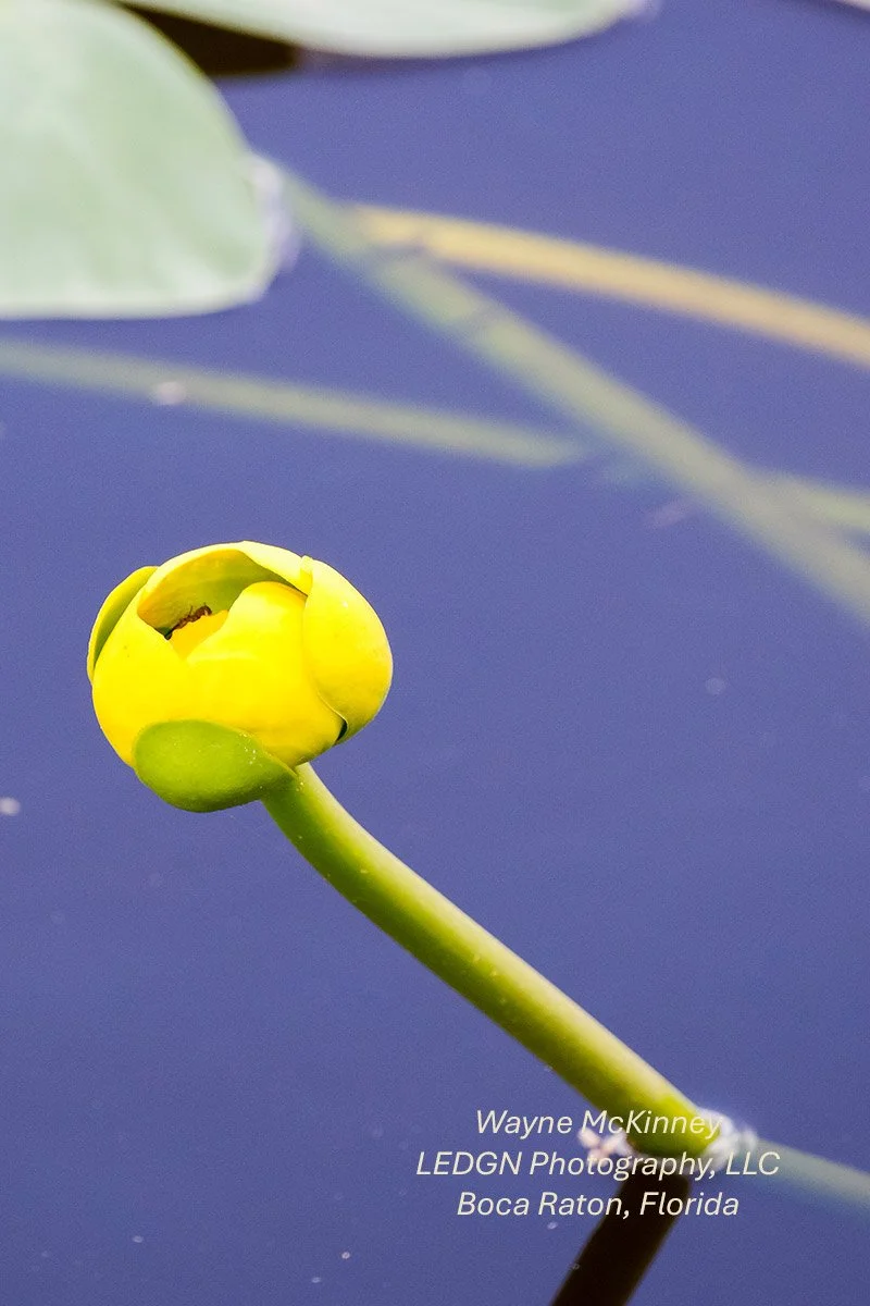 Yellow Water Lilly