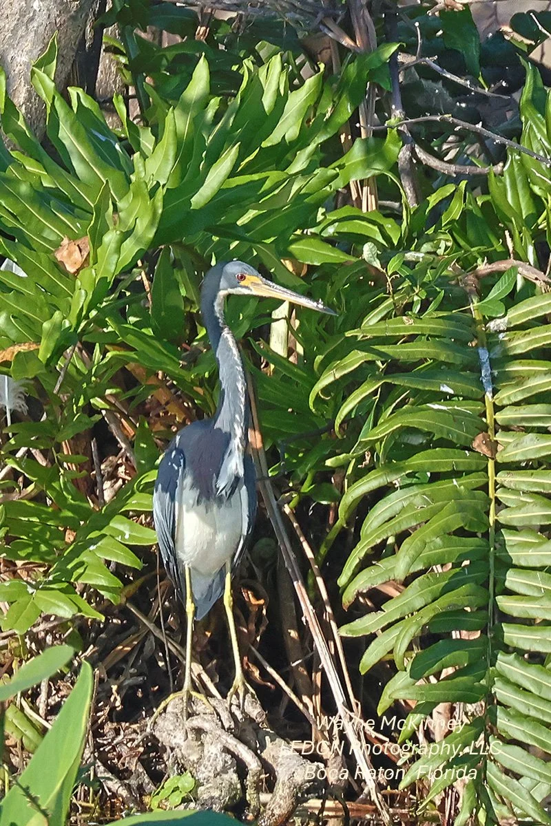 Bird Using Nature's Umbrella