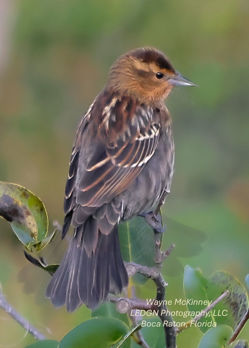 Female Red-winged Blackbird