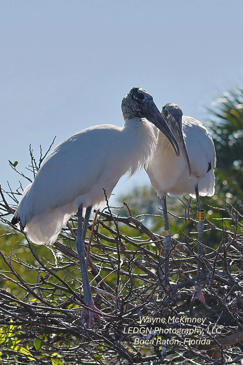 2 Birds Perched In The Sun