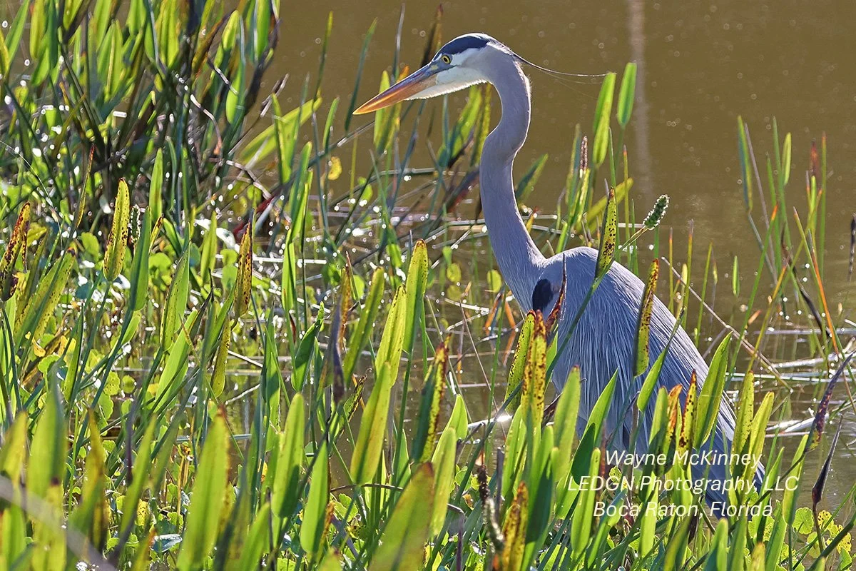 Bird Looking for Lunch