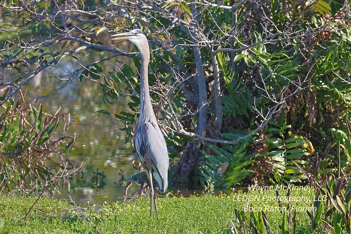 Large Bird