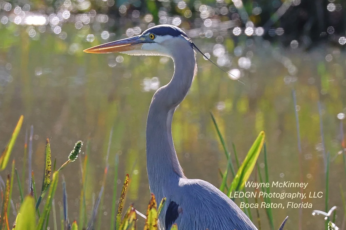 Handsome Heron (Close-up)