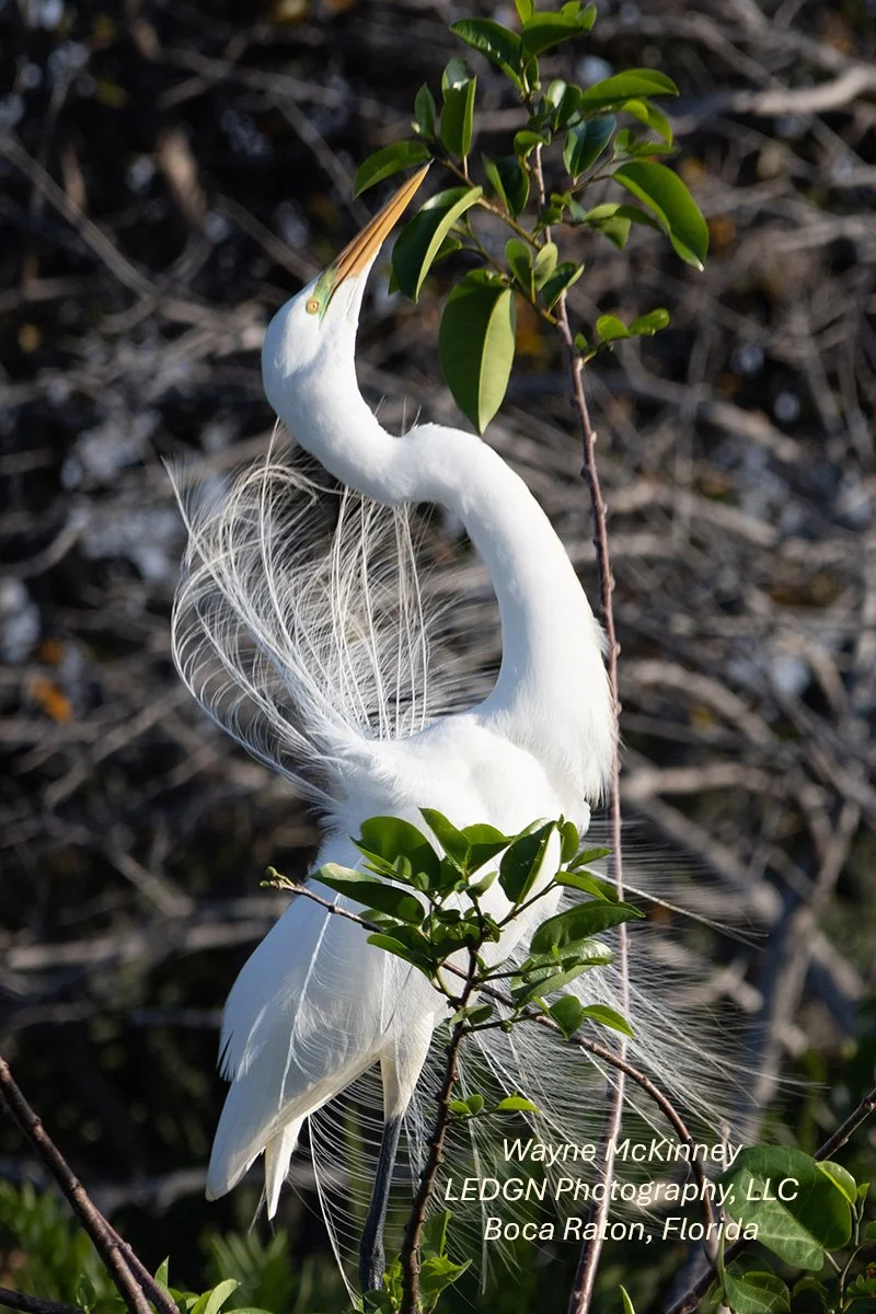 Bird Of Art