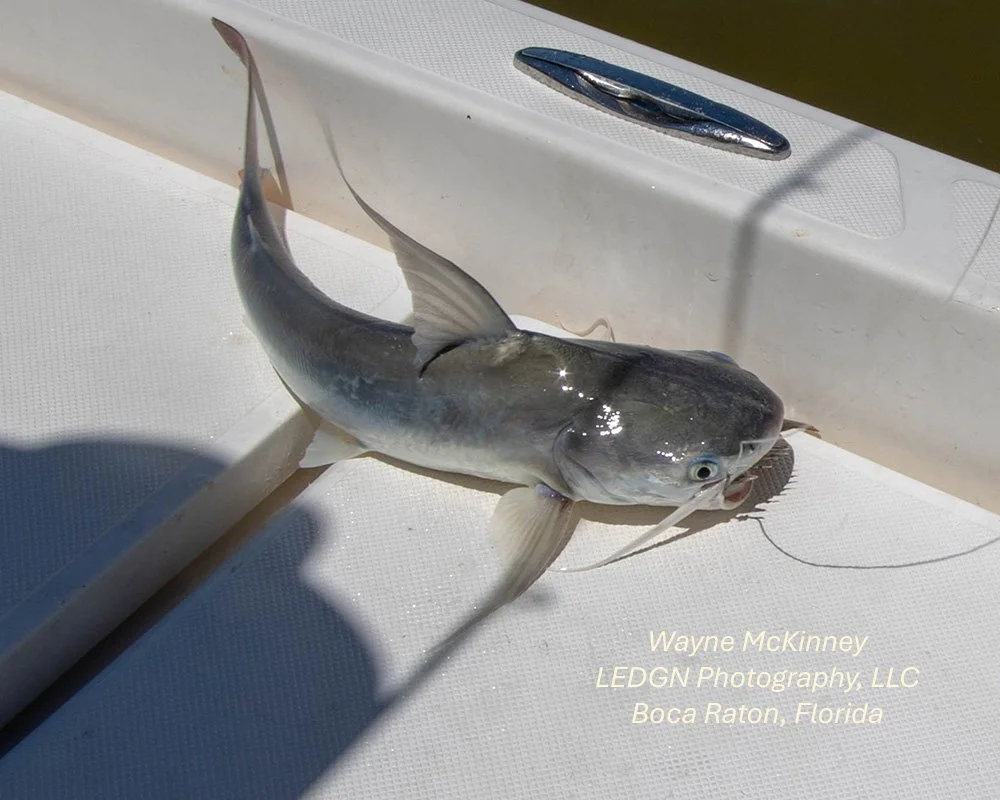 Catfish Caught