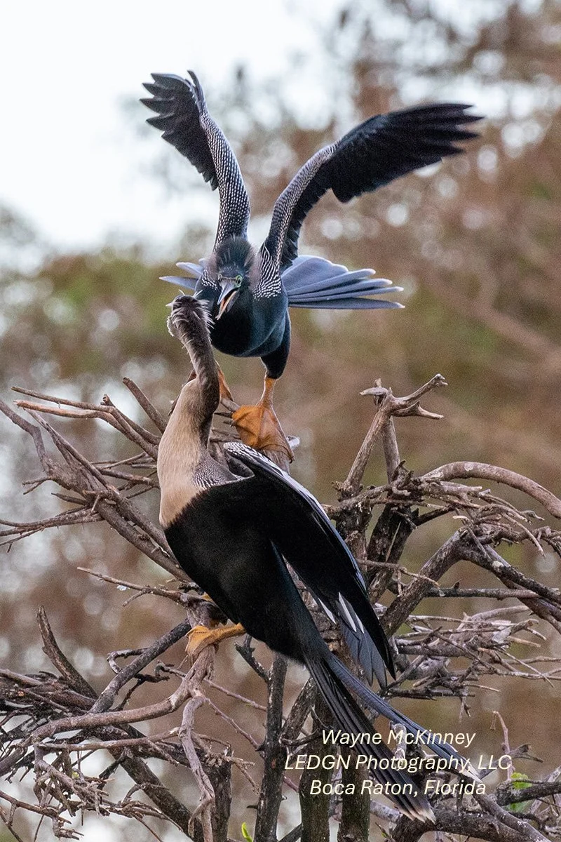 2 Birds Gathering
