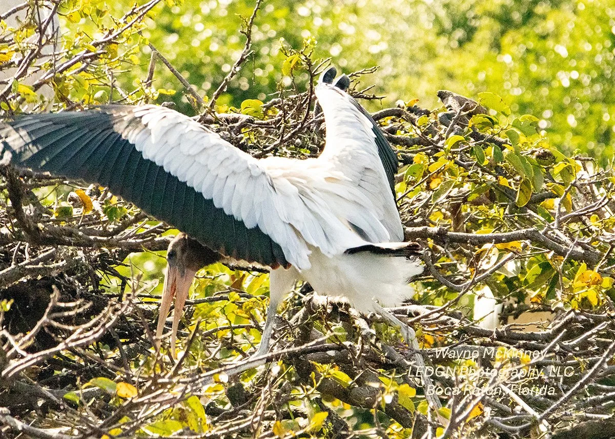 Bird Stretching Out