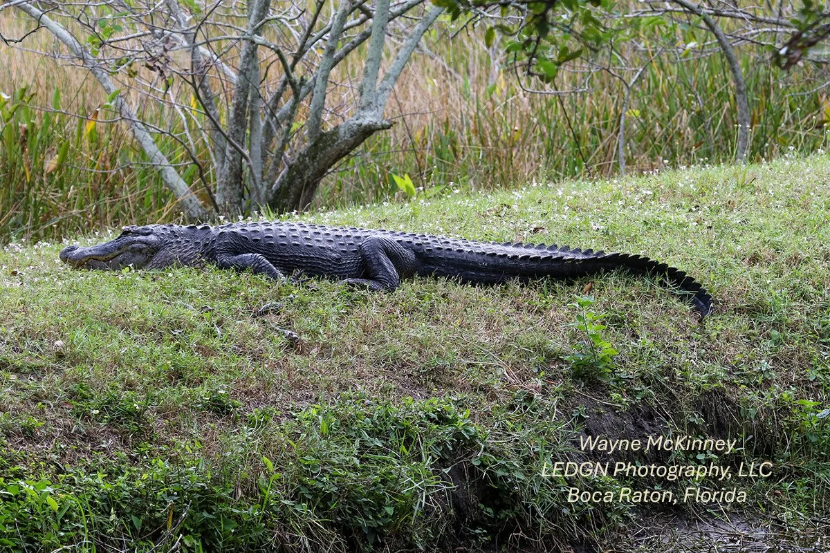 Alligator Sunning