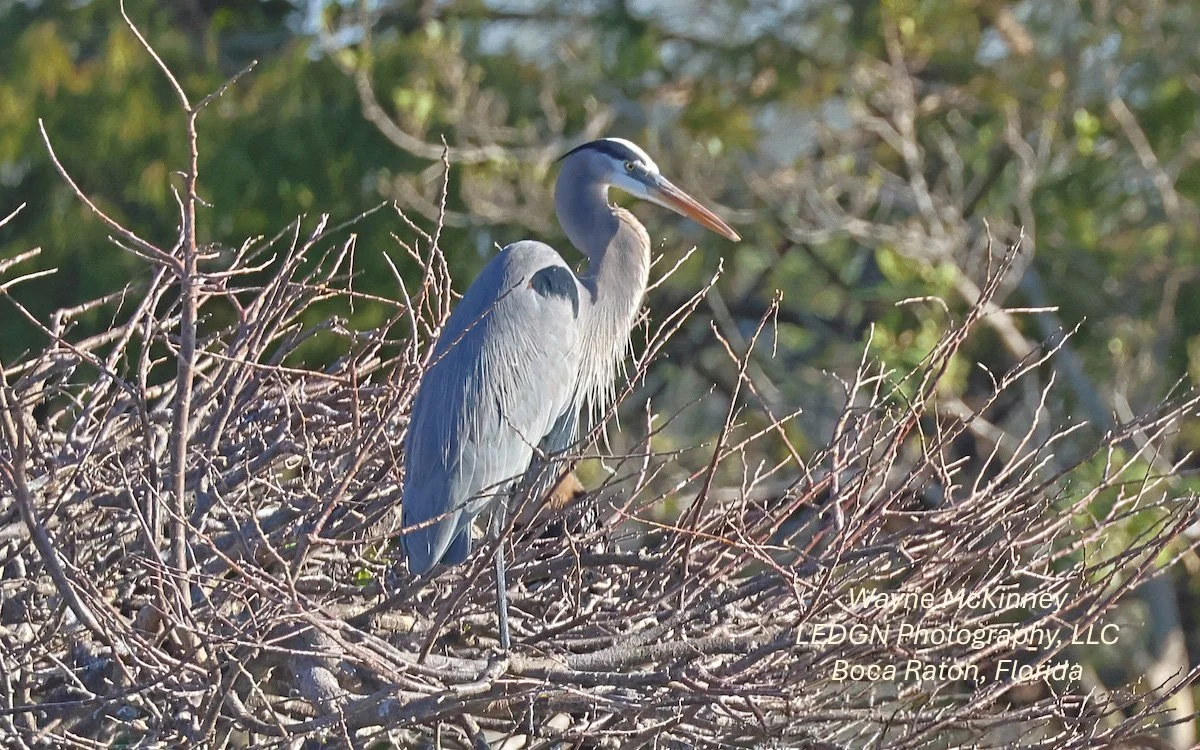 Bird Hanging Out