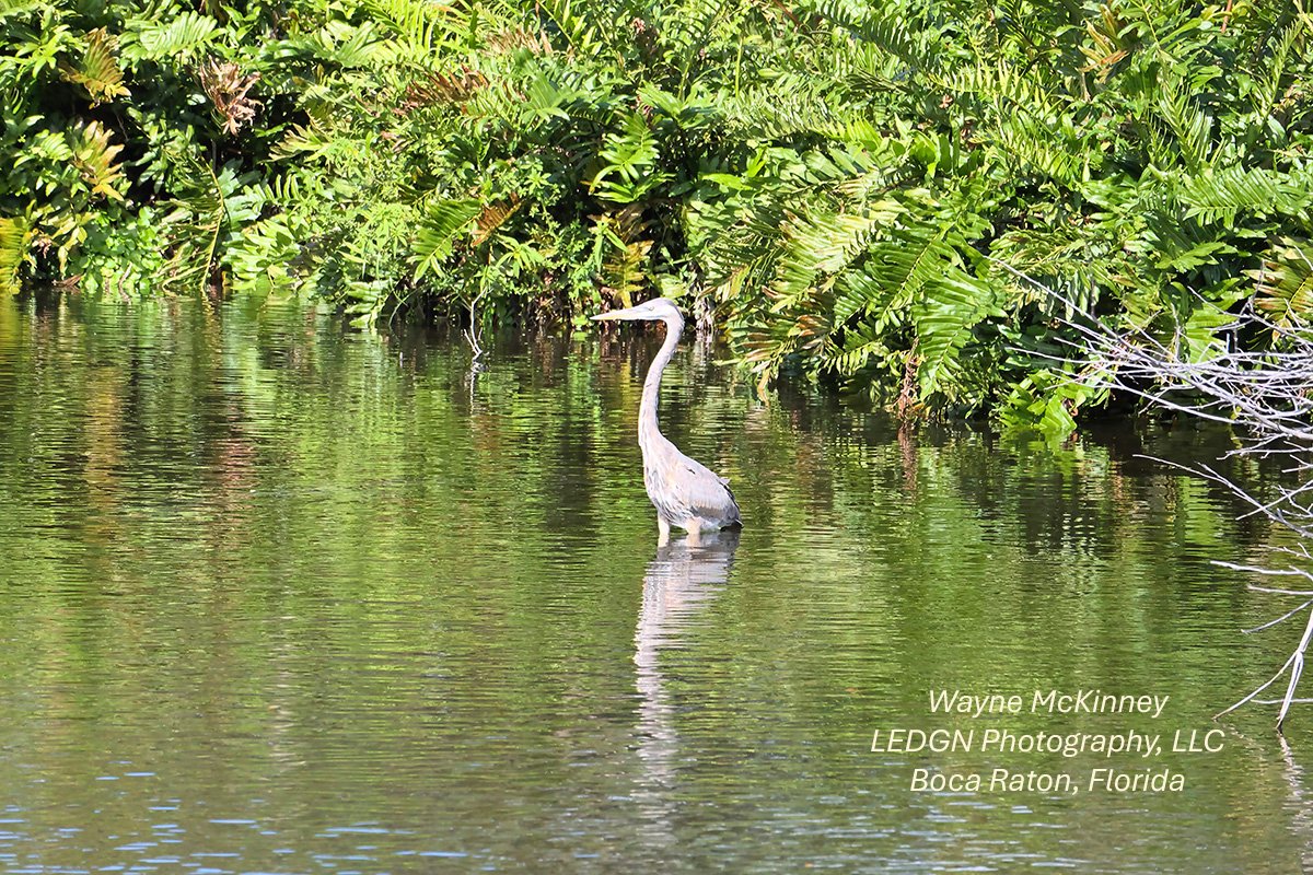 Bird Wading Deeper