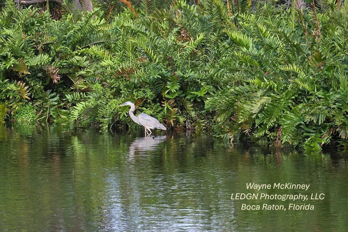 Bird Moving Slowly