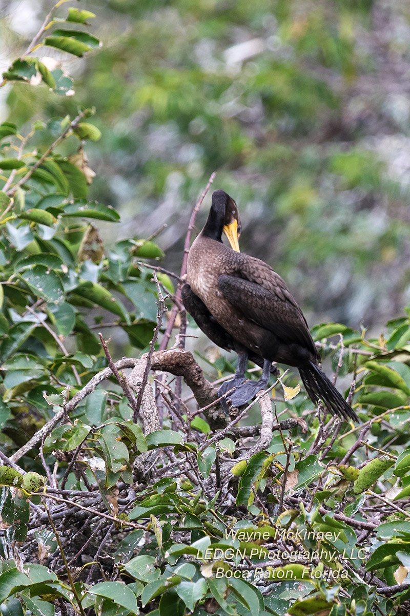 Bird On A Branch