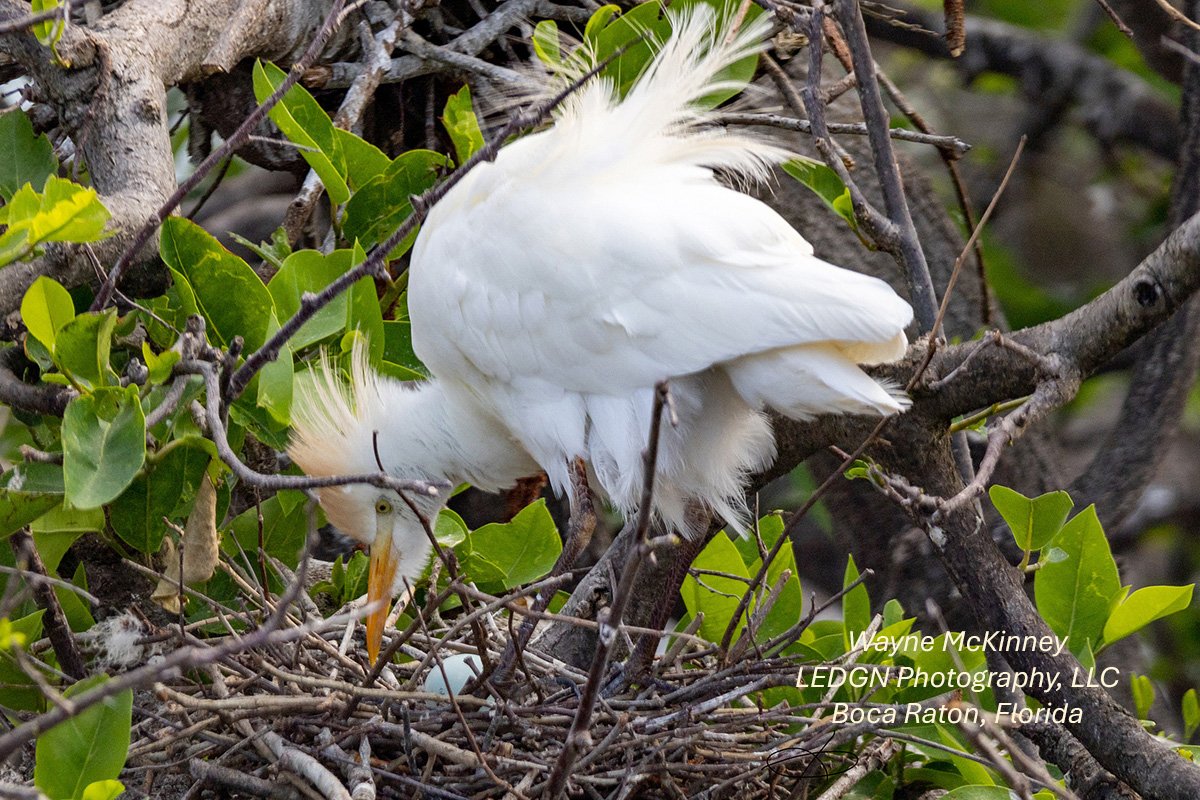 Mama And Baby Bird
