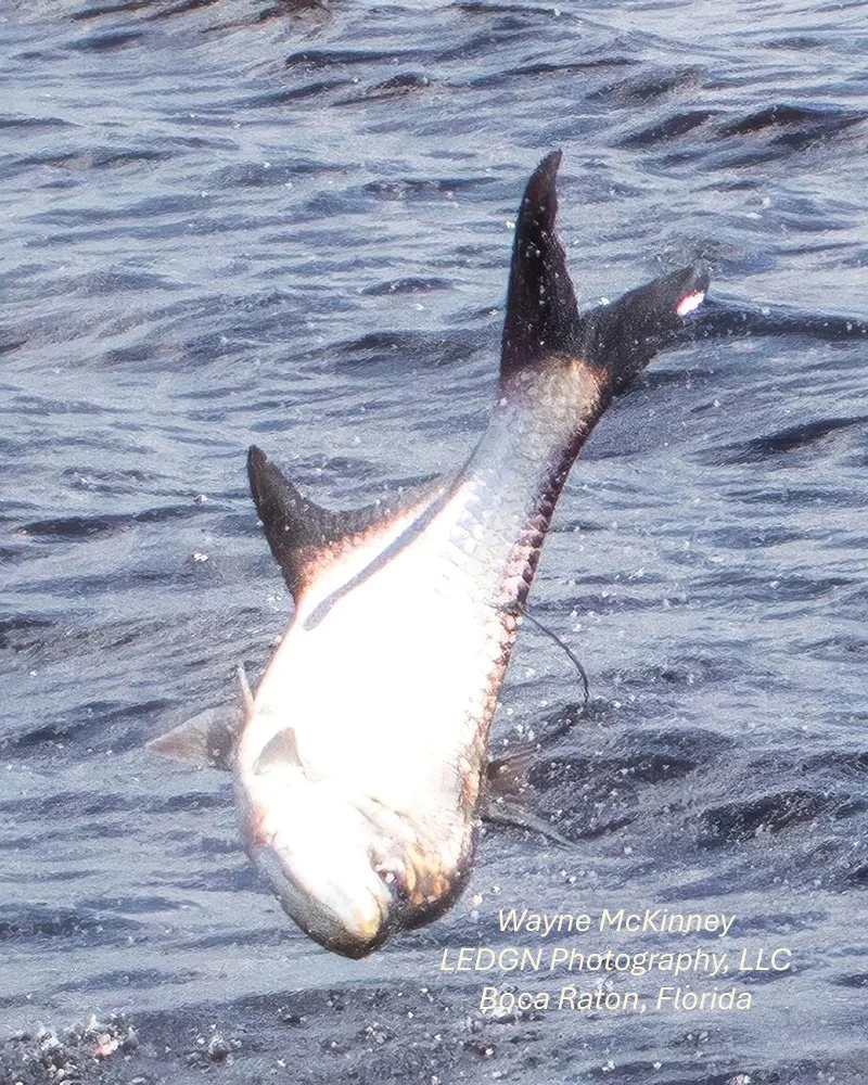 Tarpon Jumping